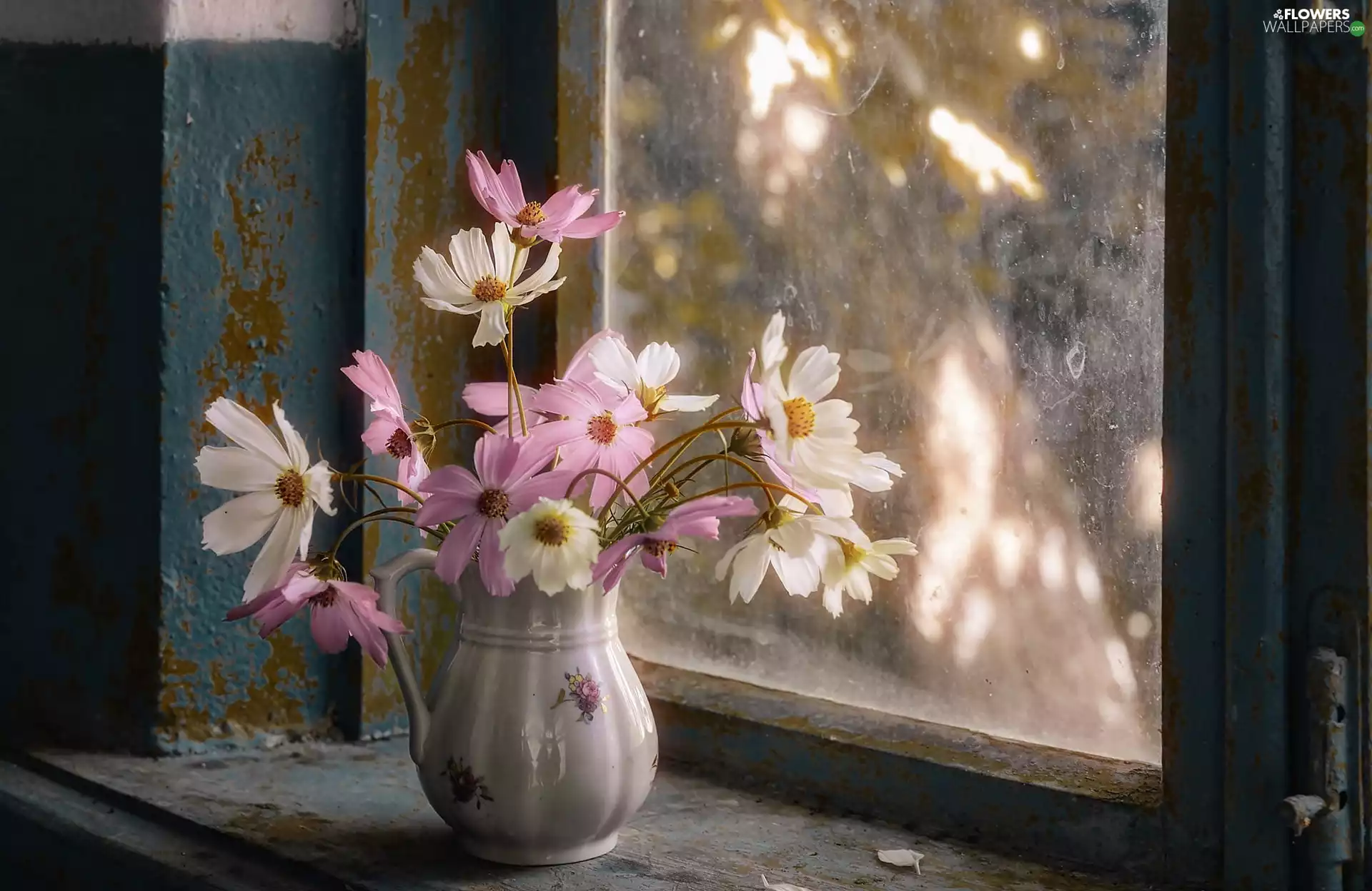 jug, Window, flowers, Cosmos, bouquet