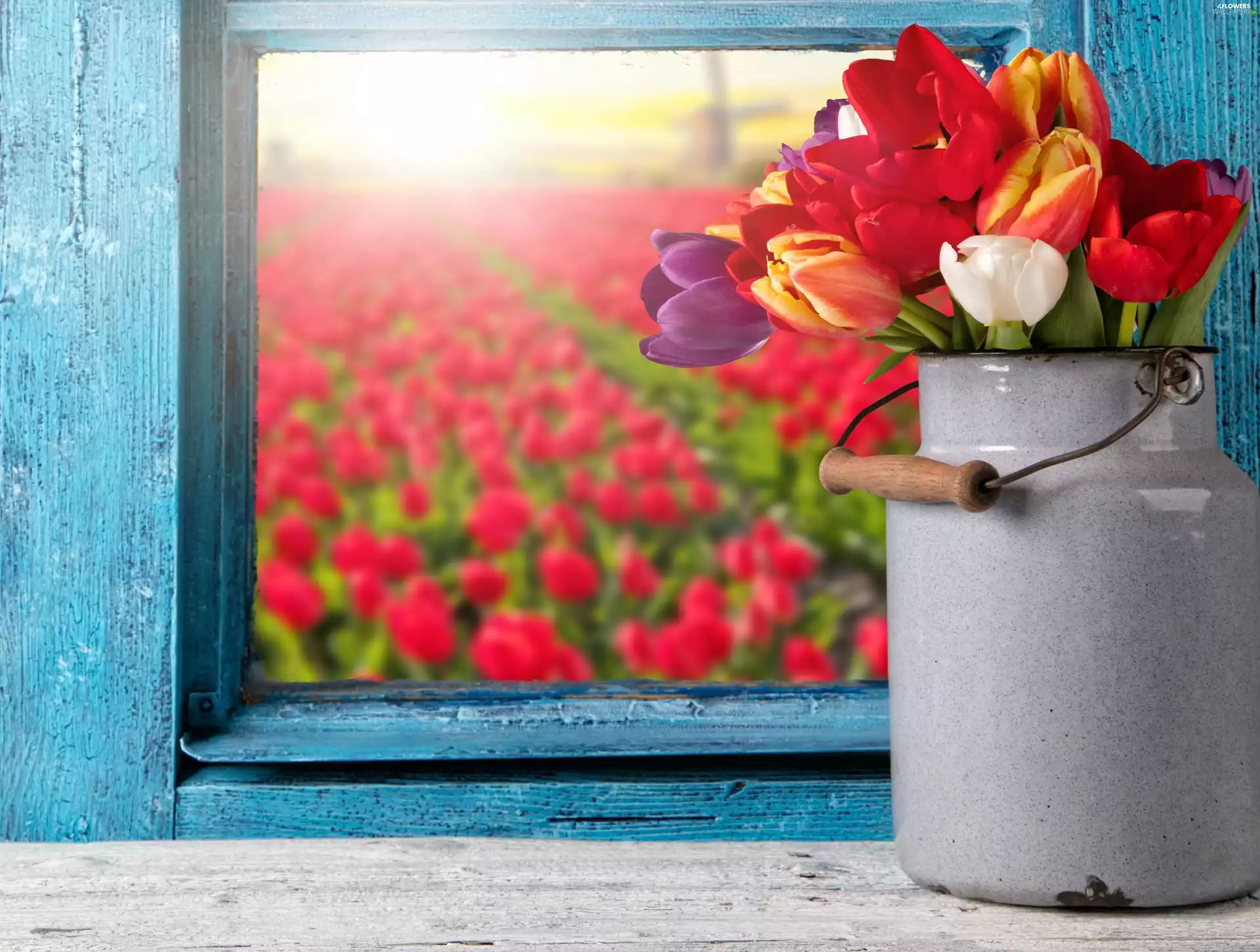 Window, Tulips, Flowers