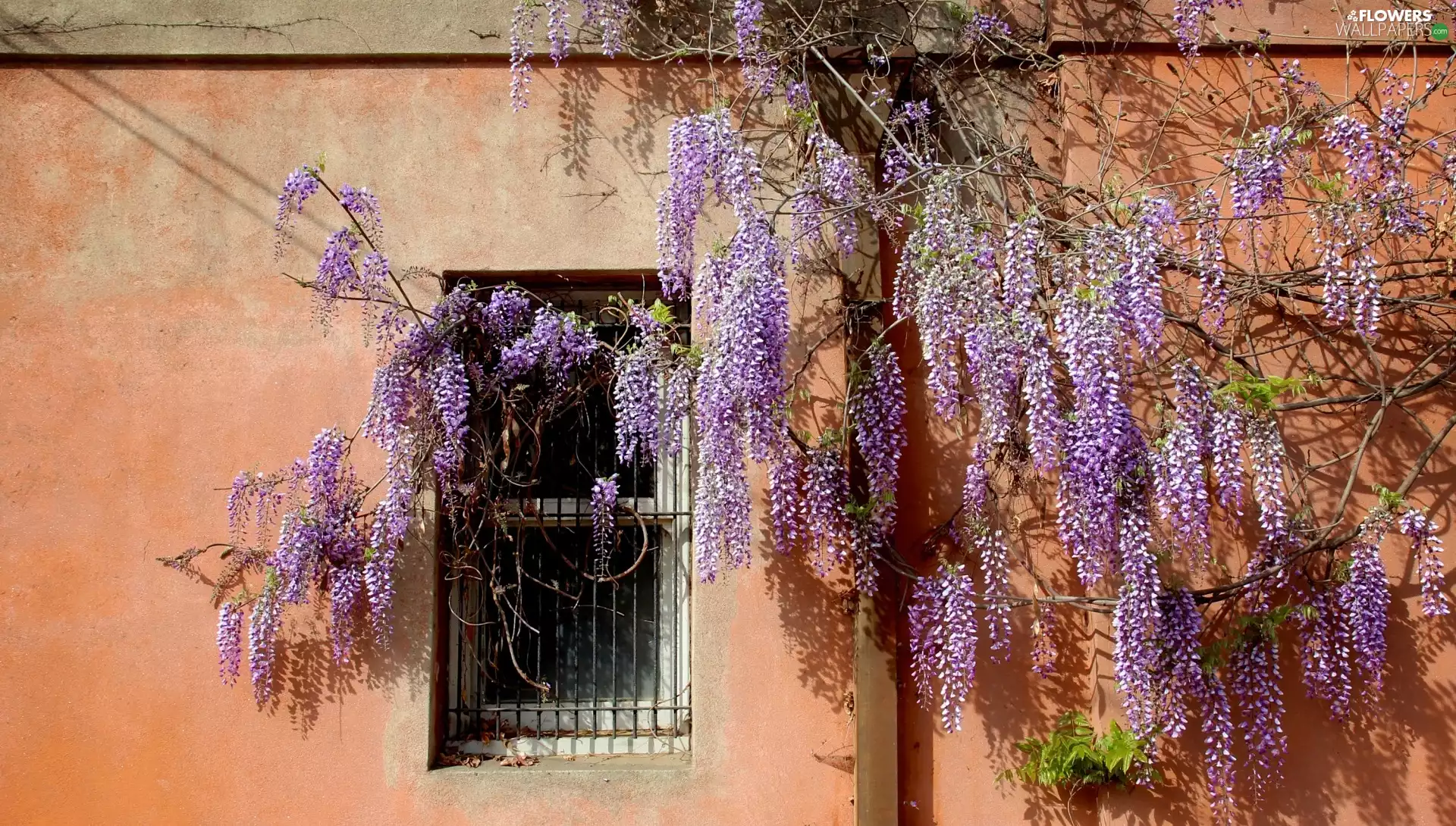 wall, Window, Flowers, Twigs, wistaria