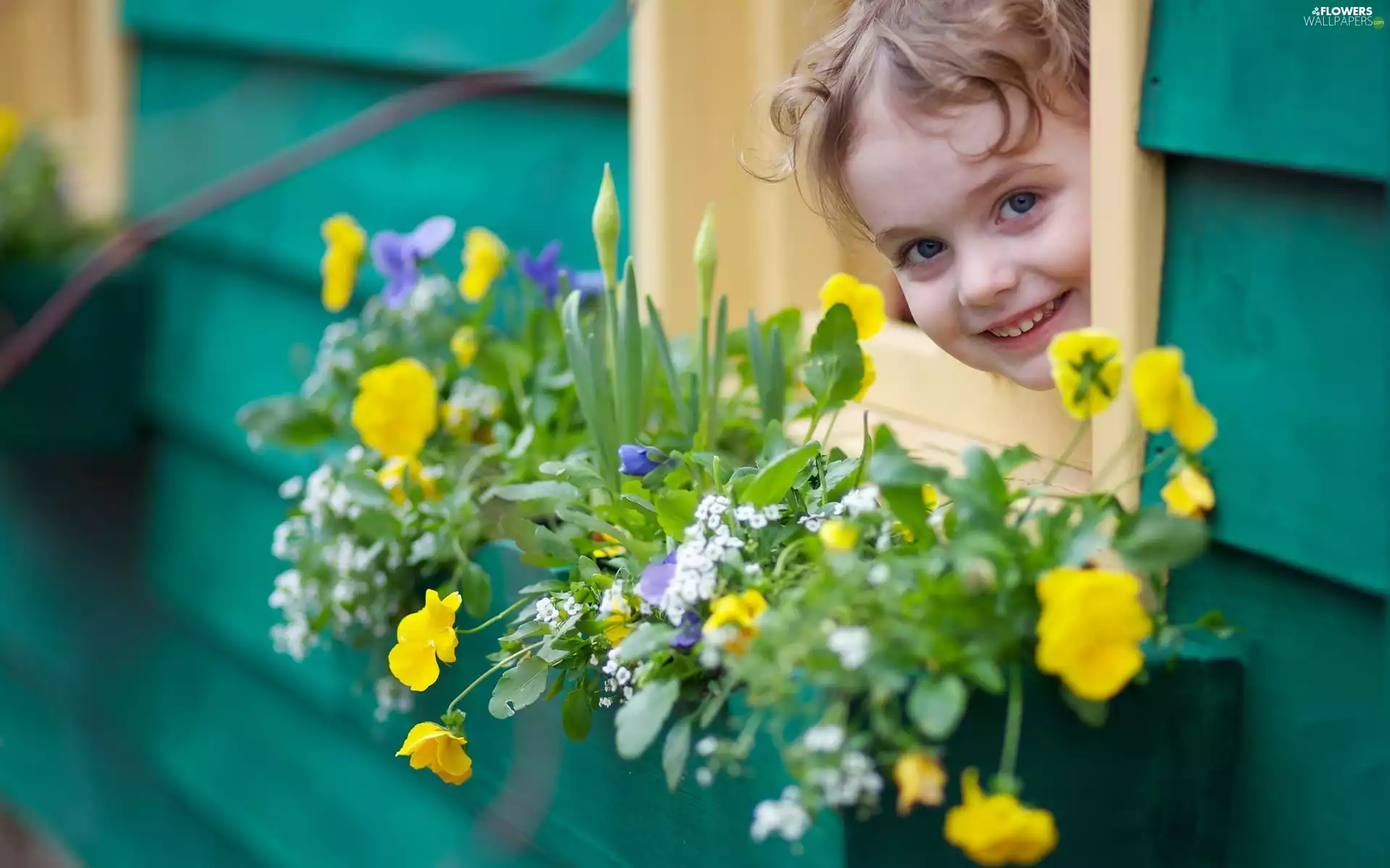 girl, Flowers, pansies, Window