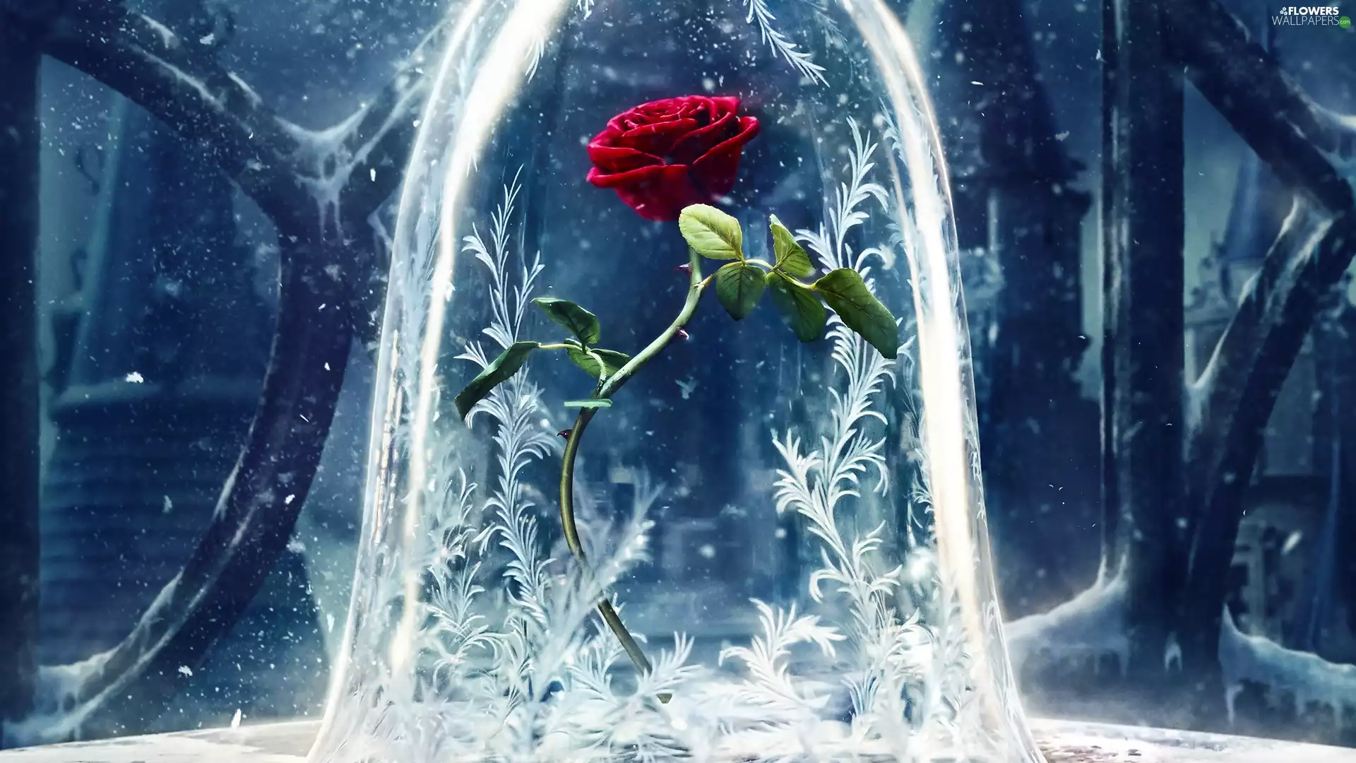 snow, Window, glass, rose, decoration