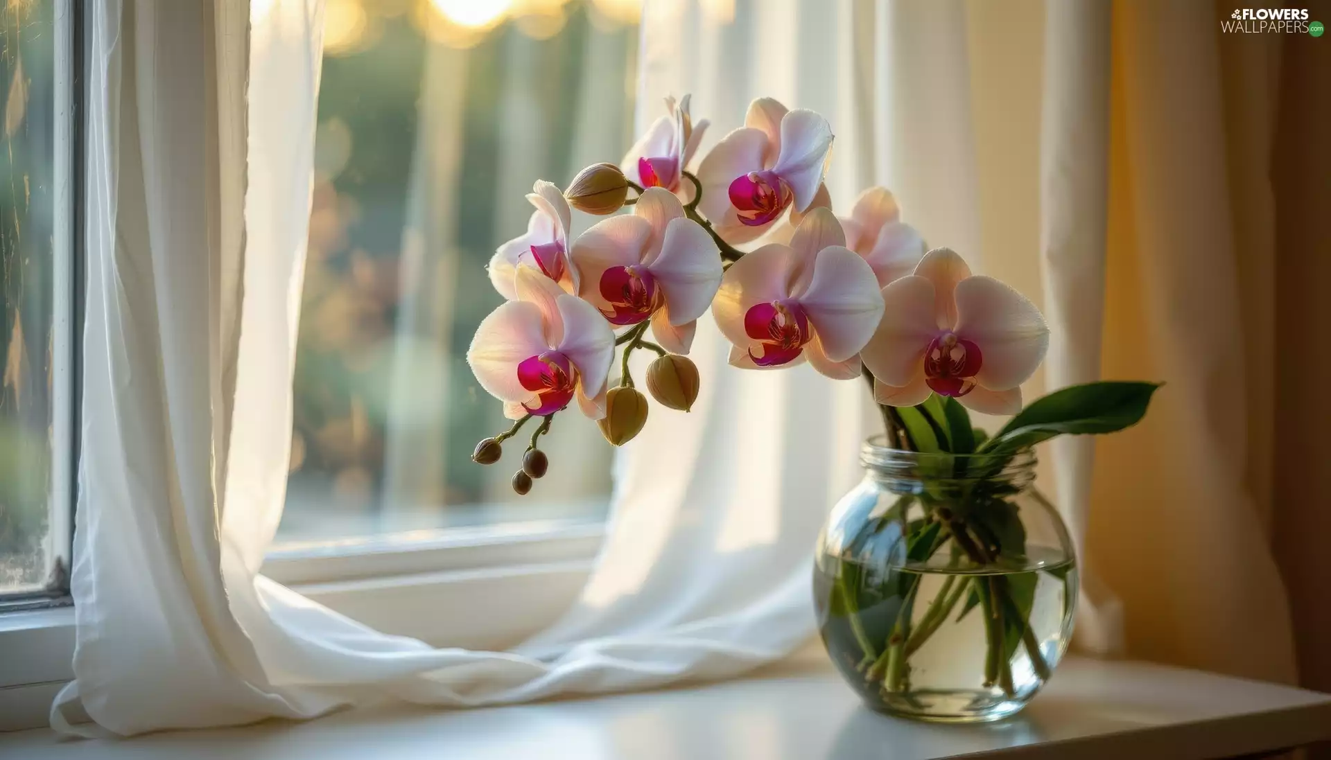 parapet, Window, orchids, jar, Flowers