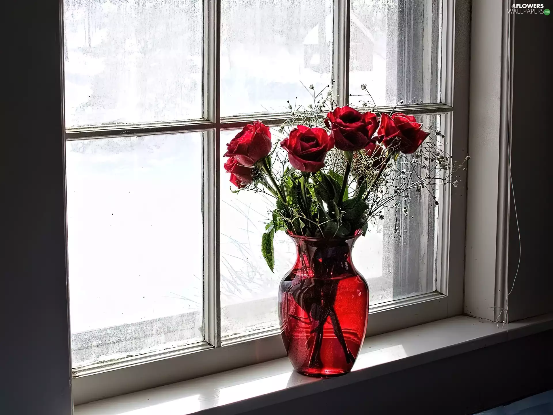 Window, Red, roses