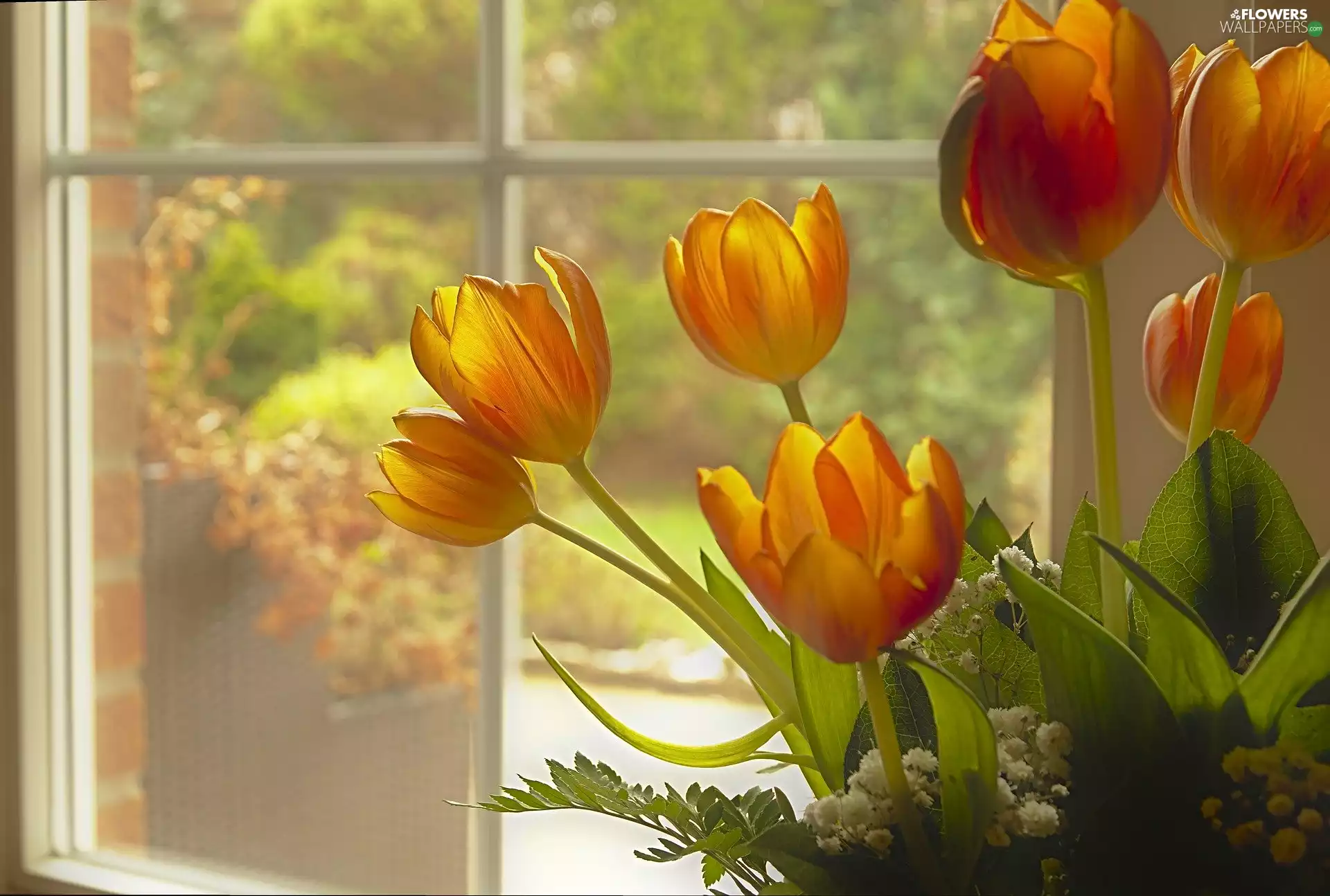 Window, Flowers, Tulips