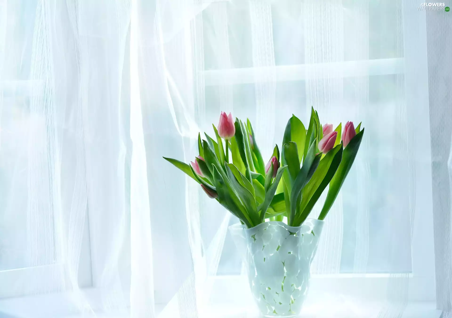 Window, Tulips, Vase