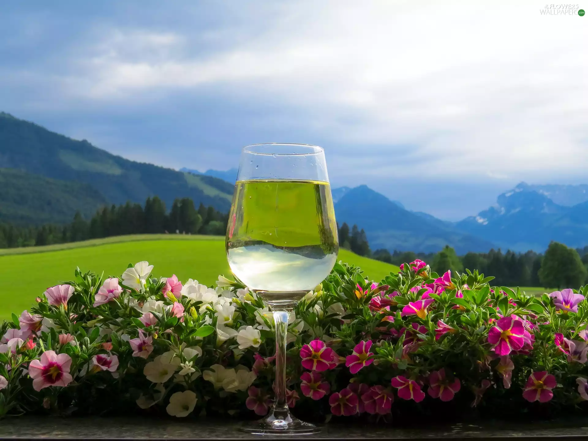 petunias, blurry background, Wine, Flowers, glass