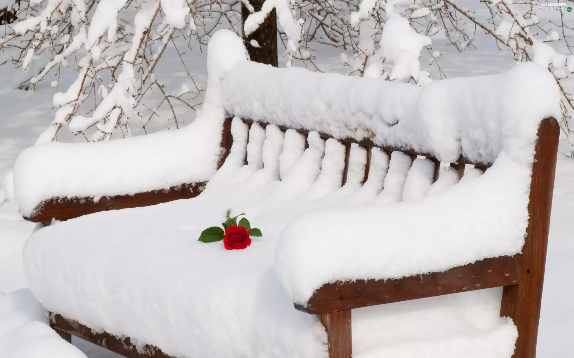 Bench, rose, winter, snow