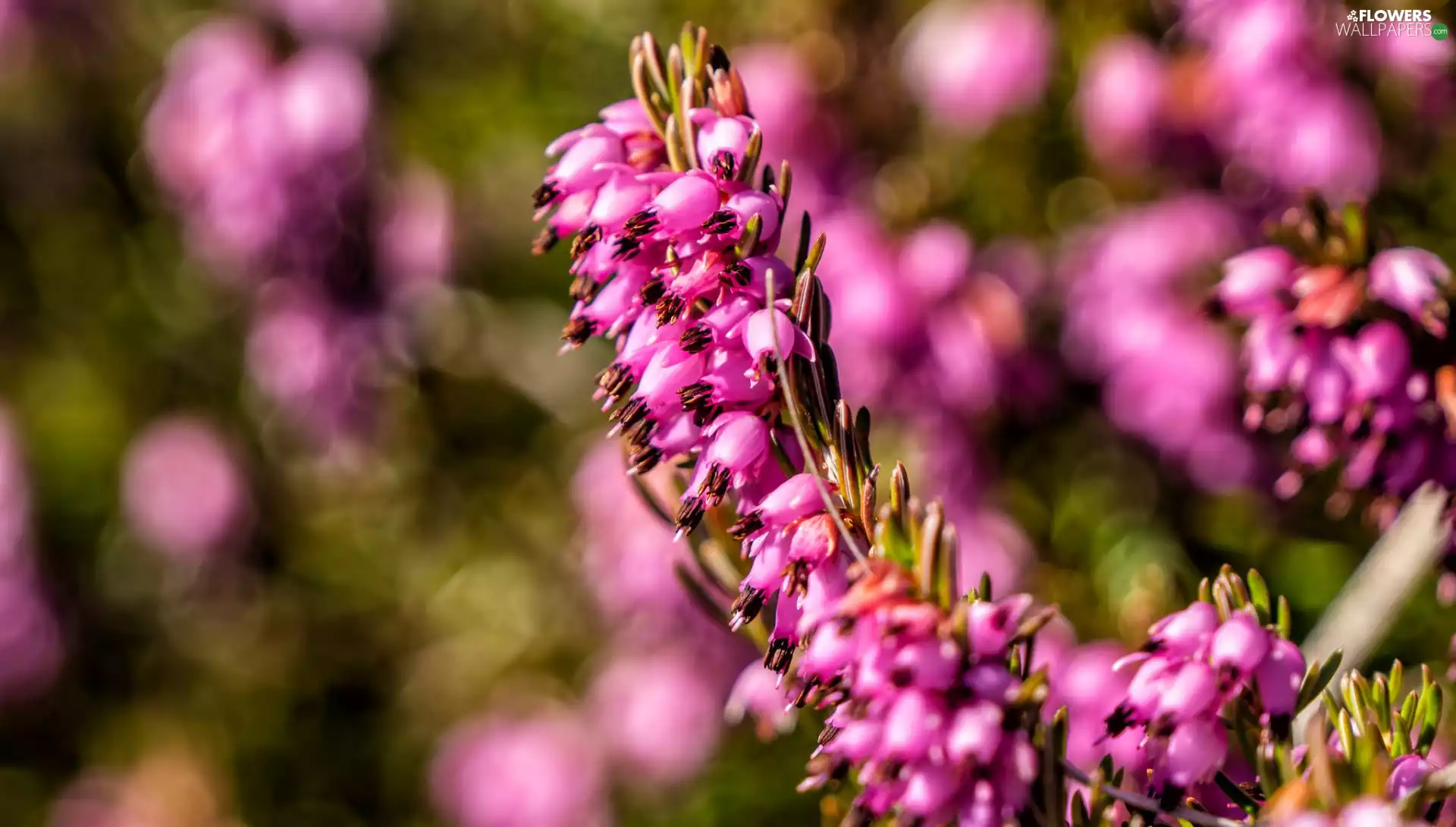 Flowers, Winter Heath, blur, twig