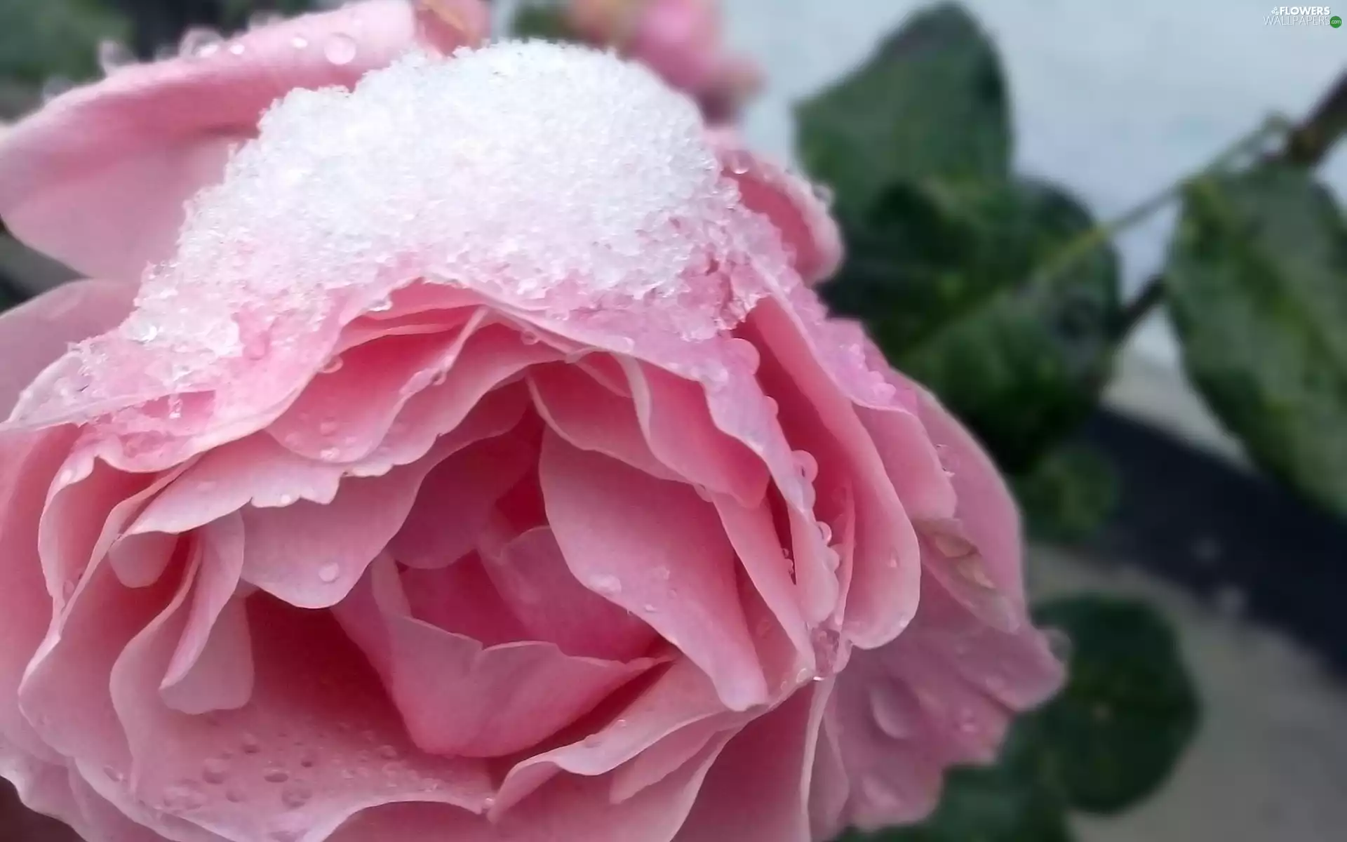 winter, Pink, rose