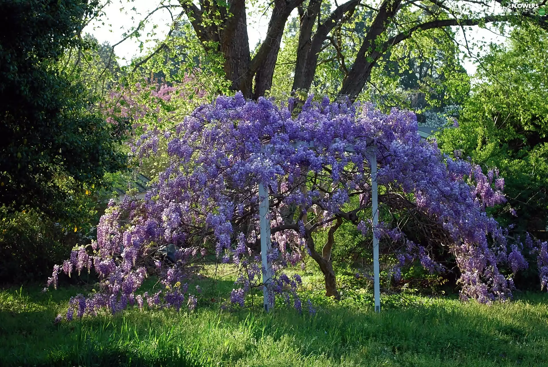 wistaria, Park, Blossoming