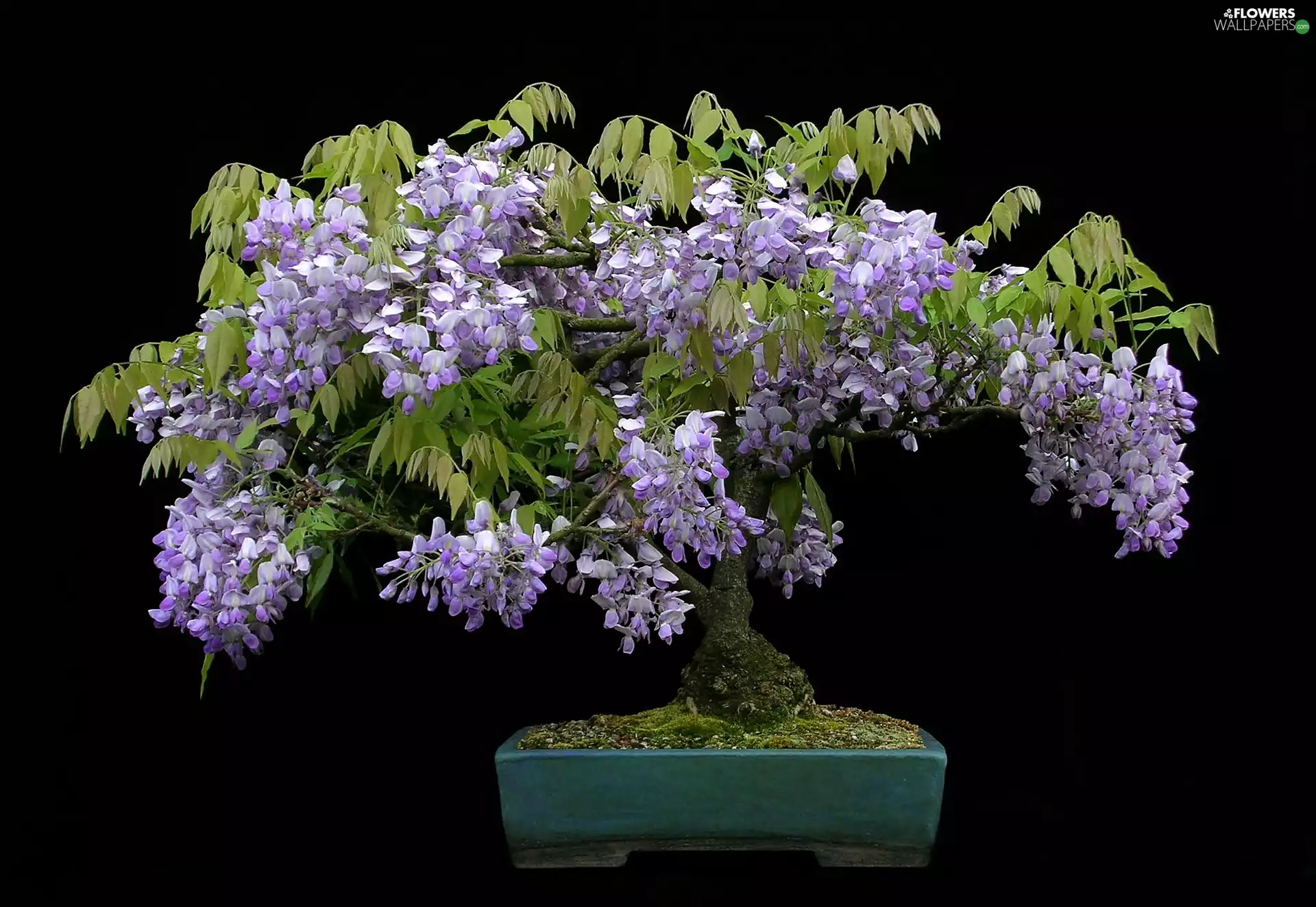 Bonsai, Black, background, wistaria