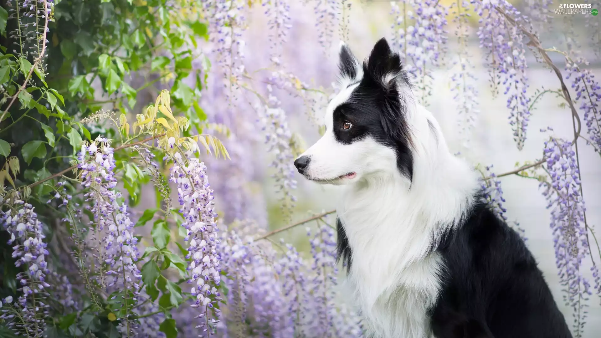 dog, Flowers, wistaria, Border Collie