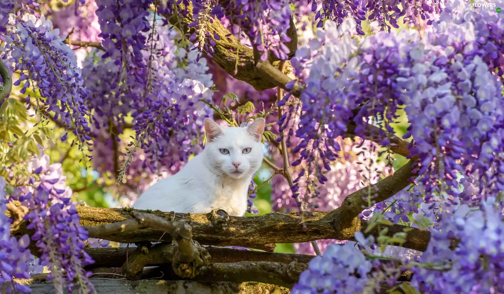 Flowers, wistaria, cat, trees, White
