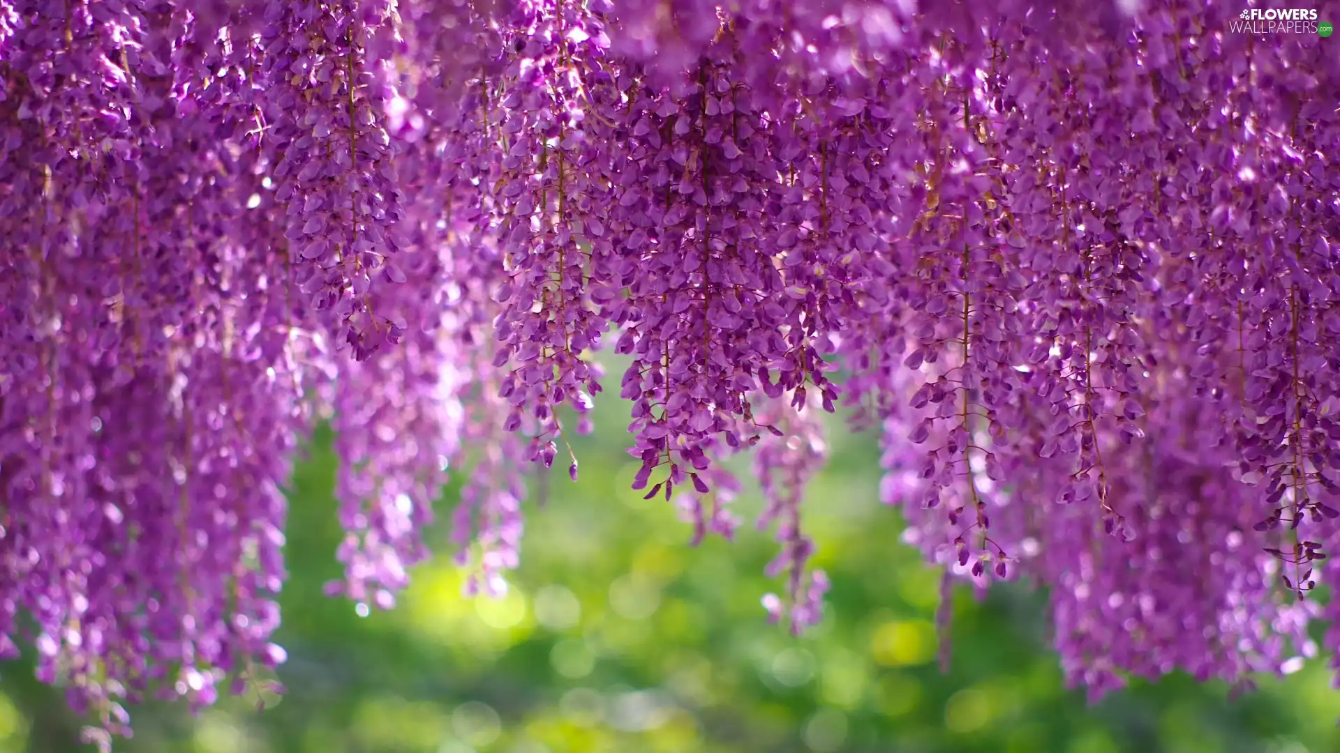 wistaria, Flowers, climber
