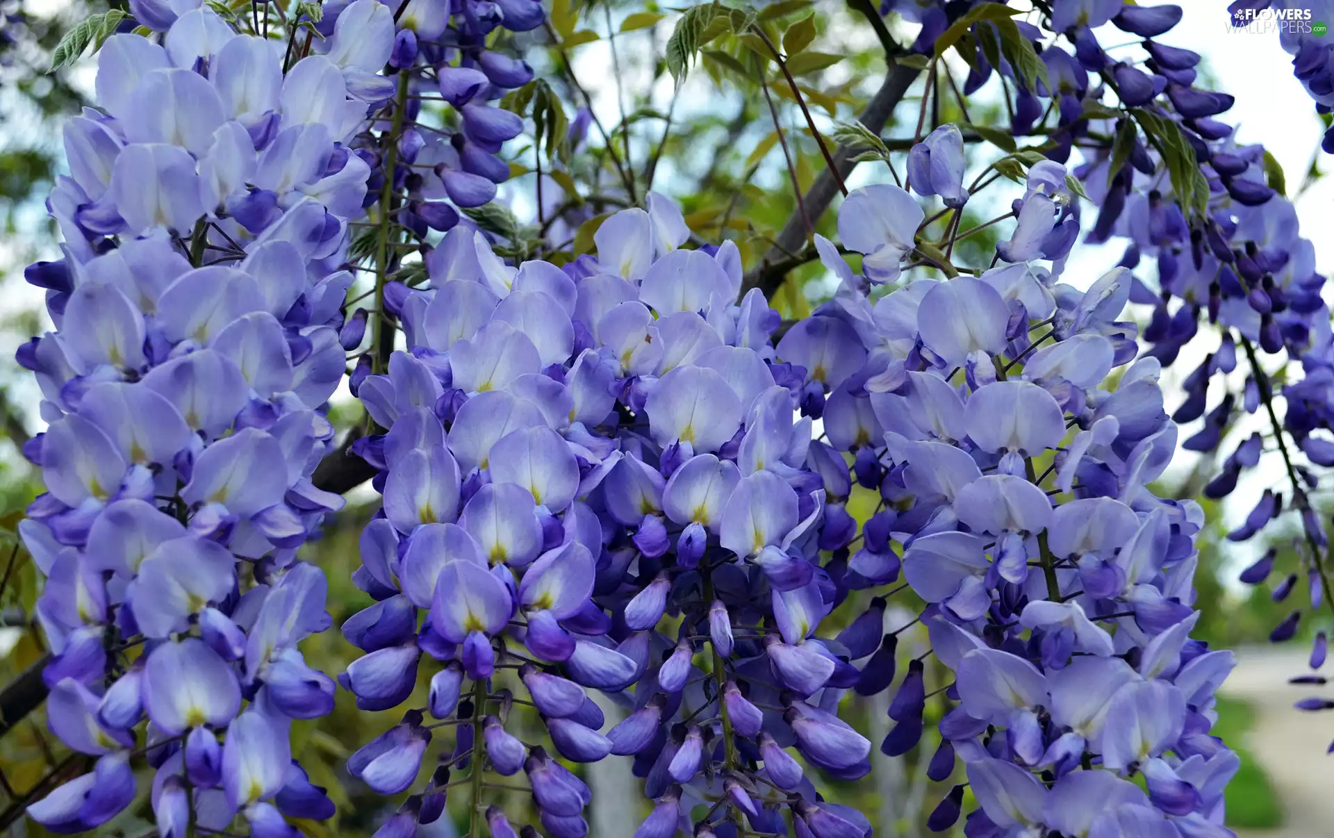 wistaria, Blue, Flowers