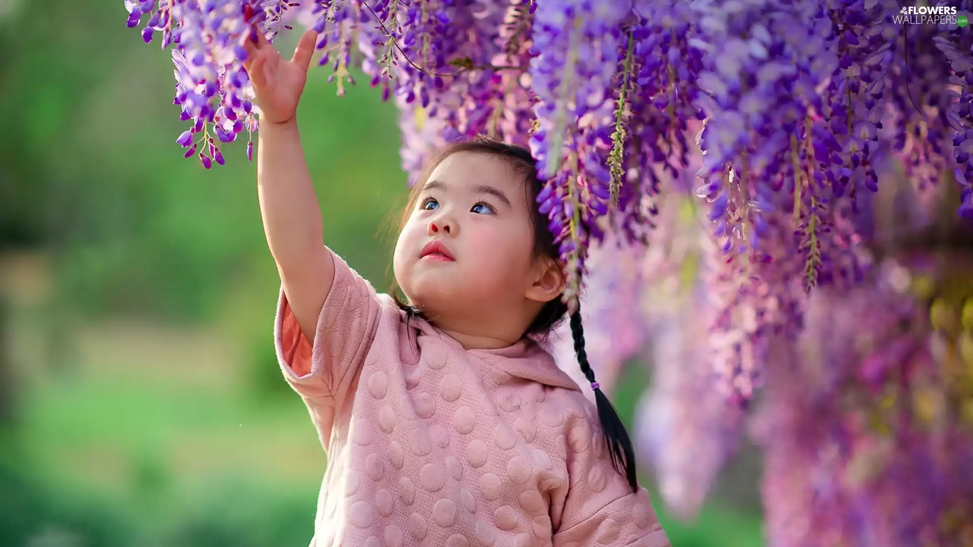 wistaria, girl, Flowers