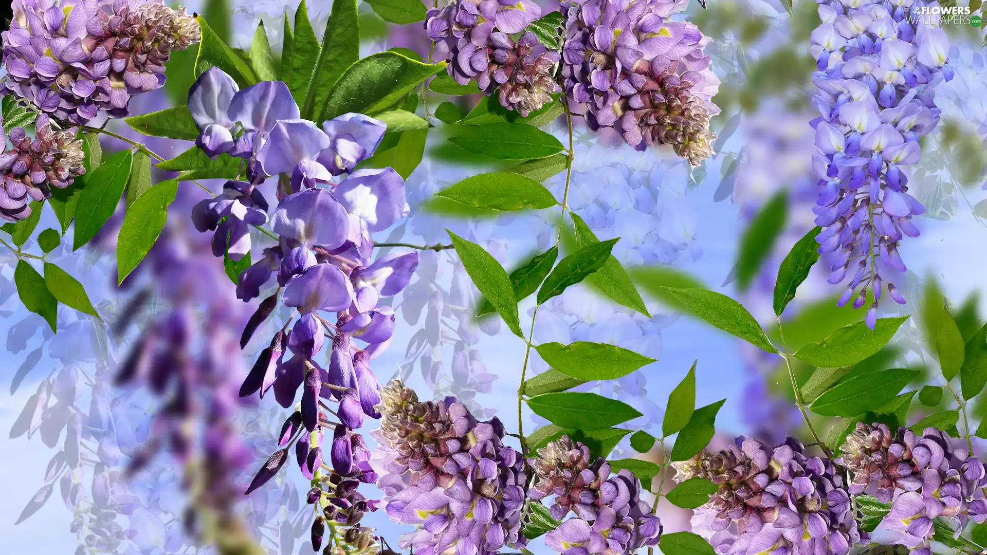 Flowers, Leaf, graphics, wistaria