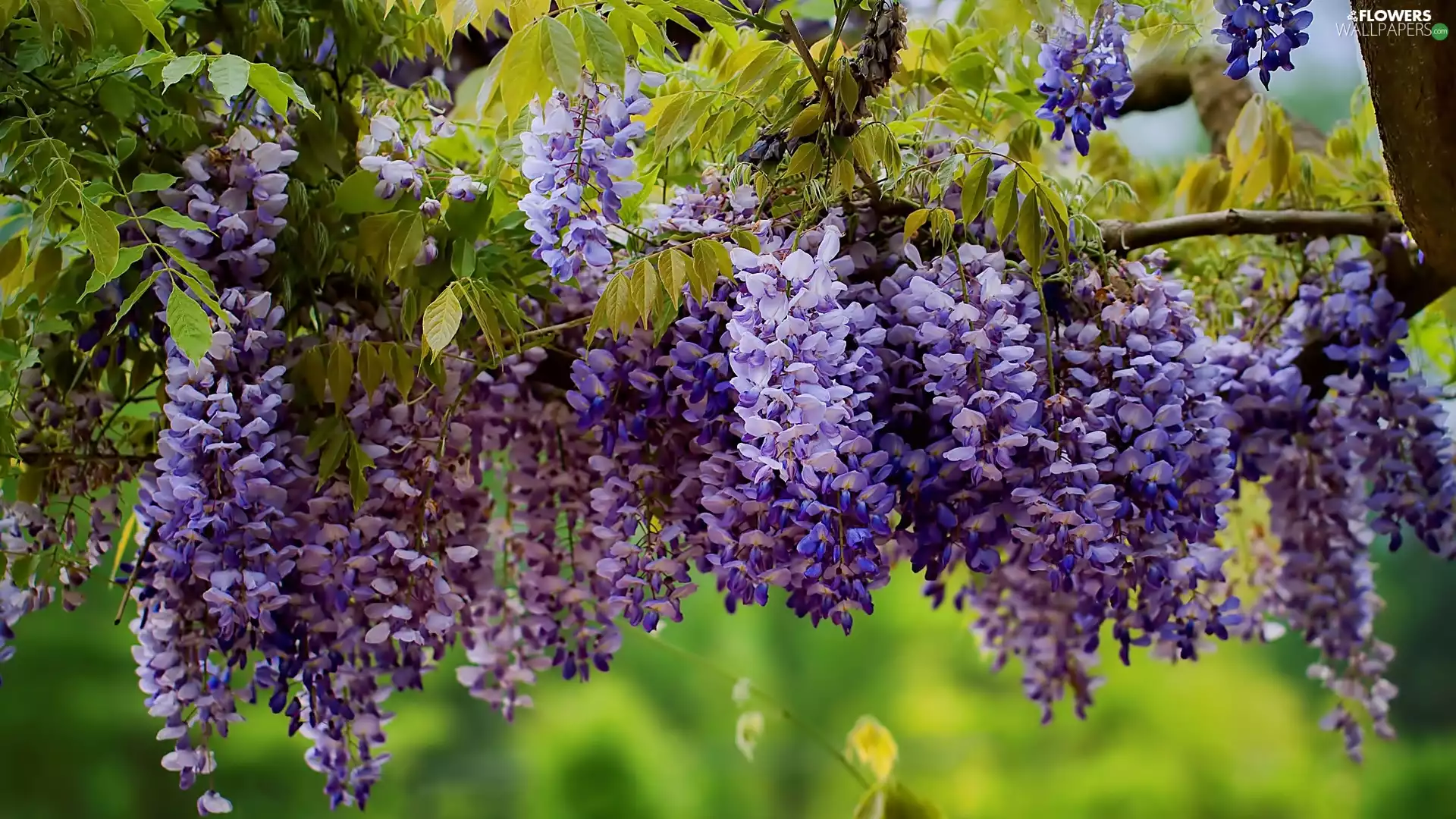 wistaria, purple, Flowers