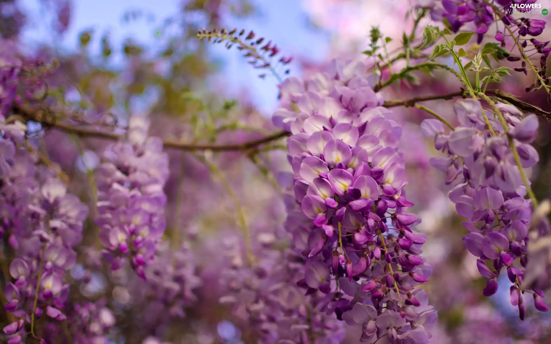 Wisteria, wistaria, purple, Flowers, twig