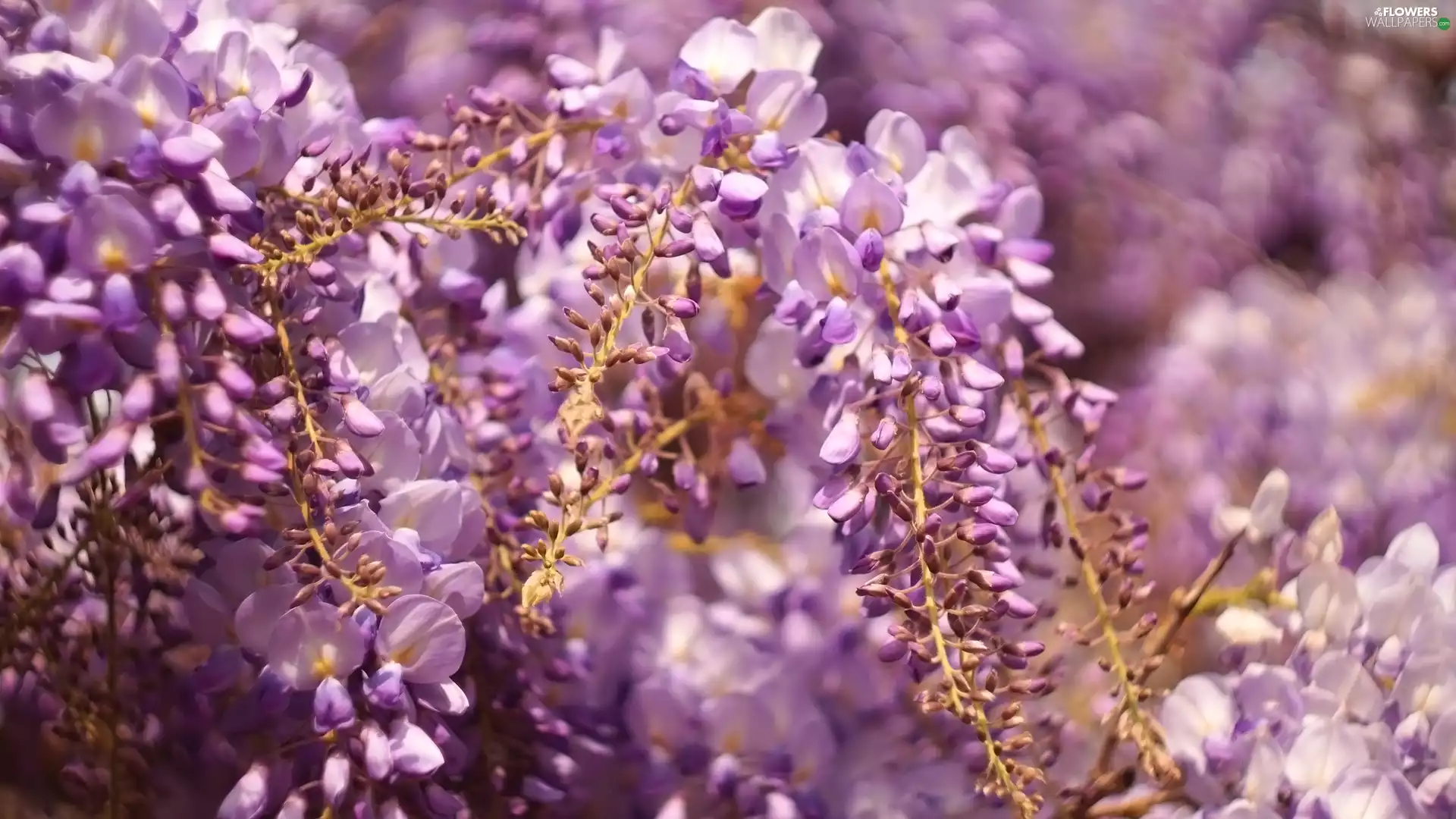 wistaria, rapprochement