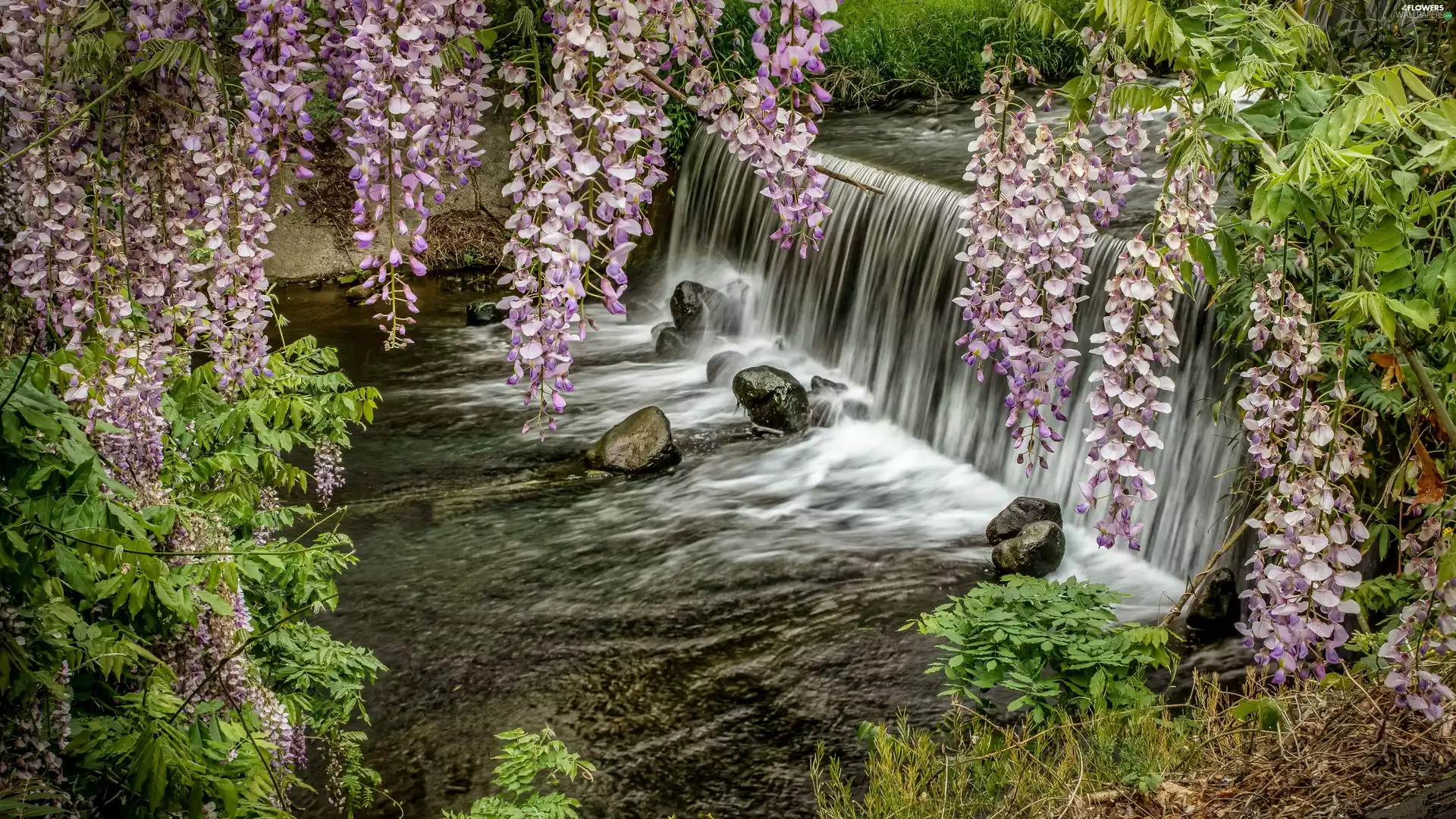 wistaria, waterfall, River