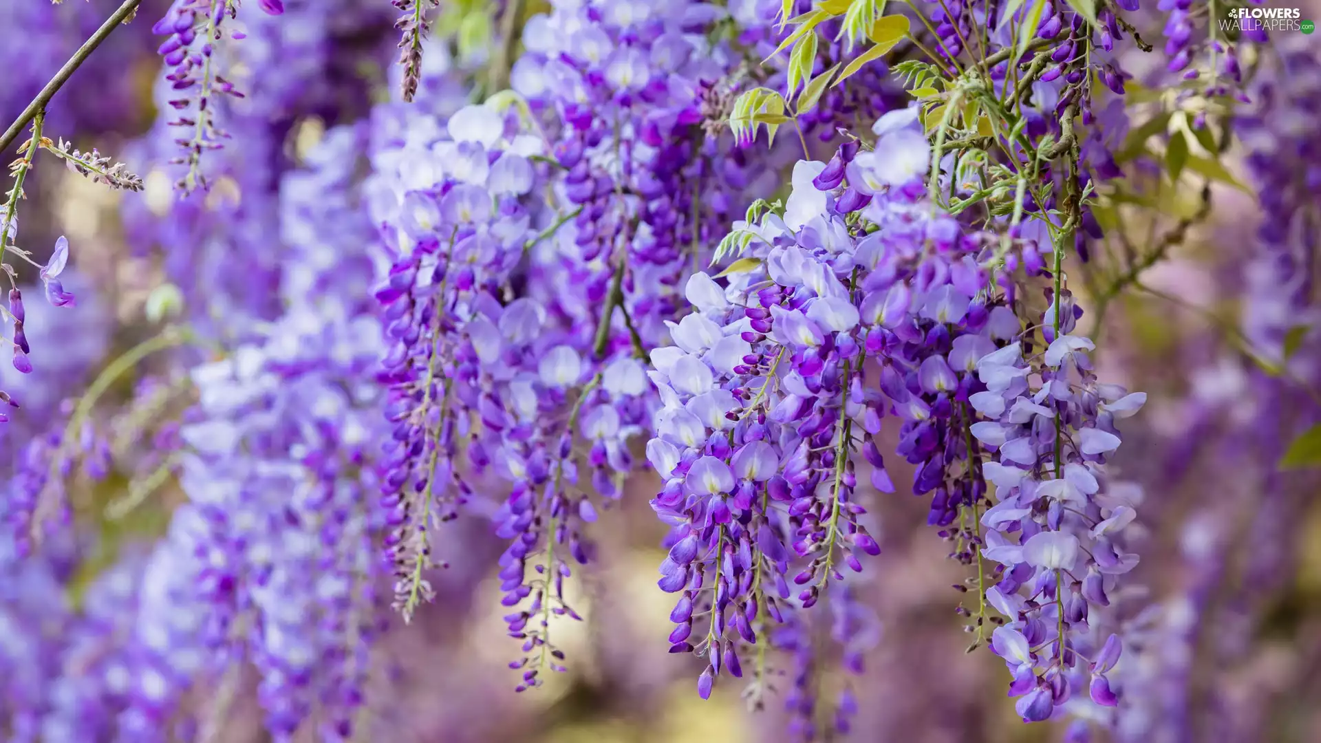 wistaria, Flowers, Violet