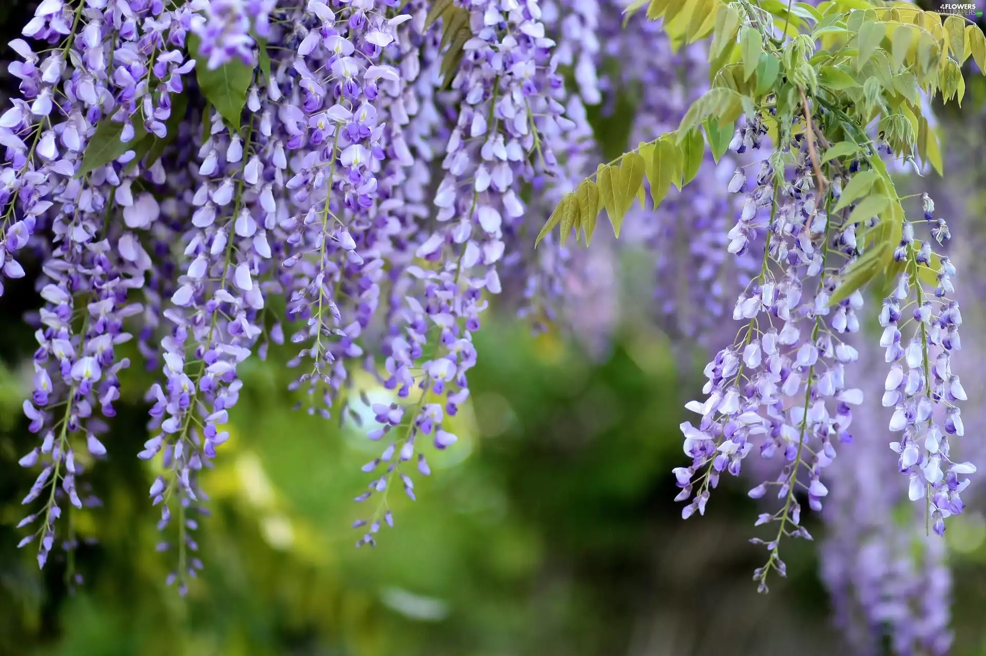 Wisteria, purple, Flowers