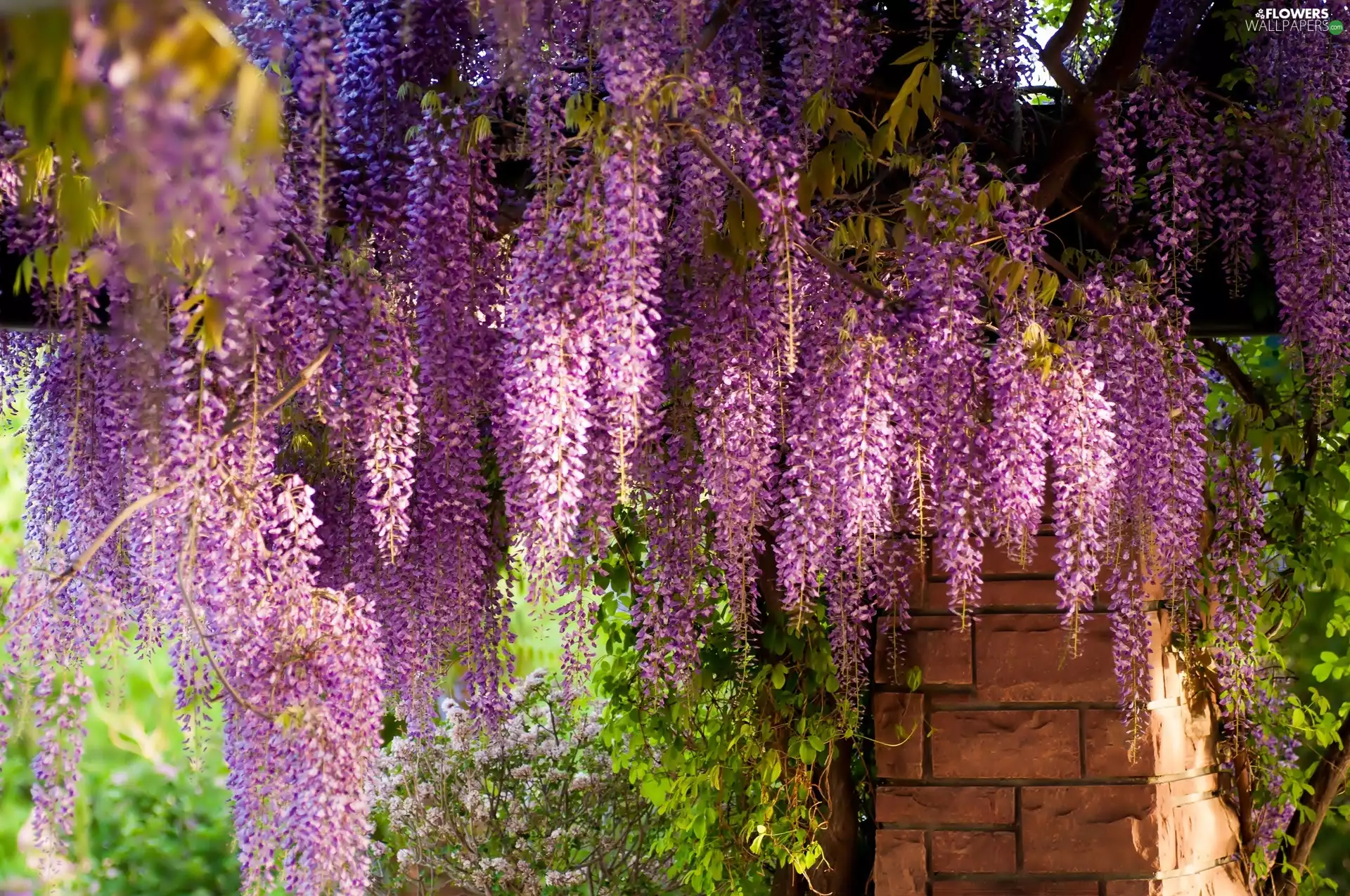Wisteria, Flowers, hanging