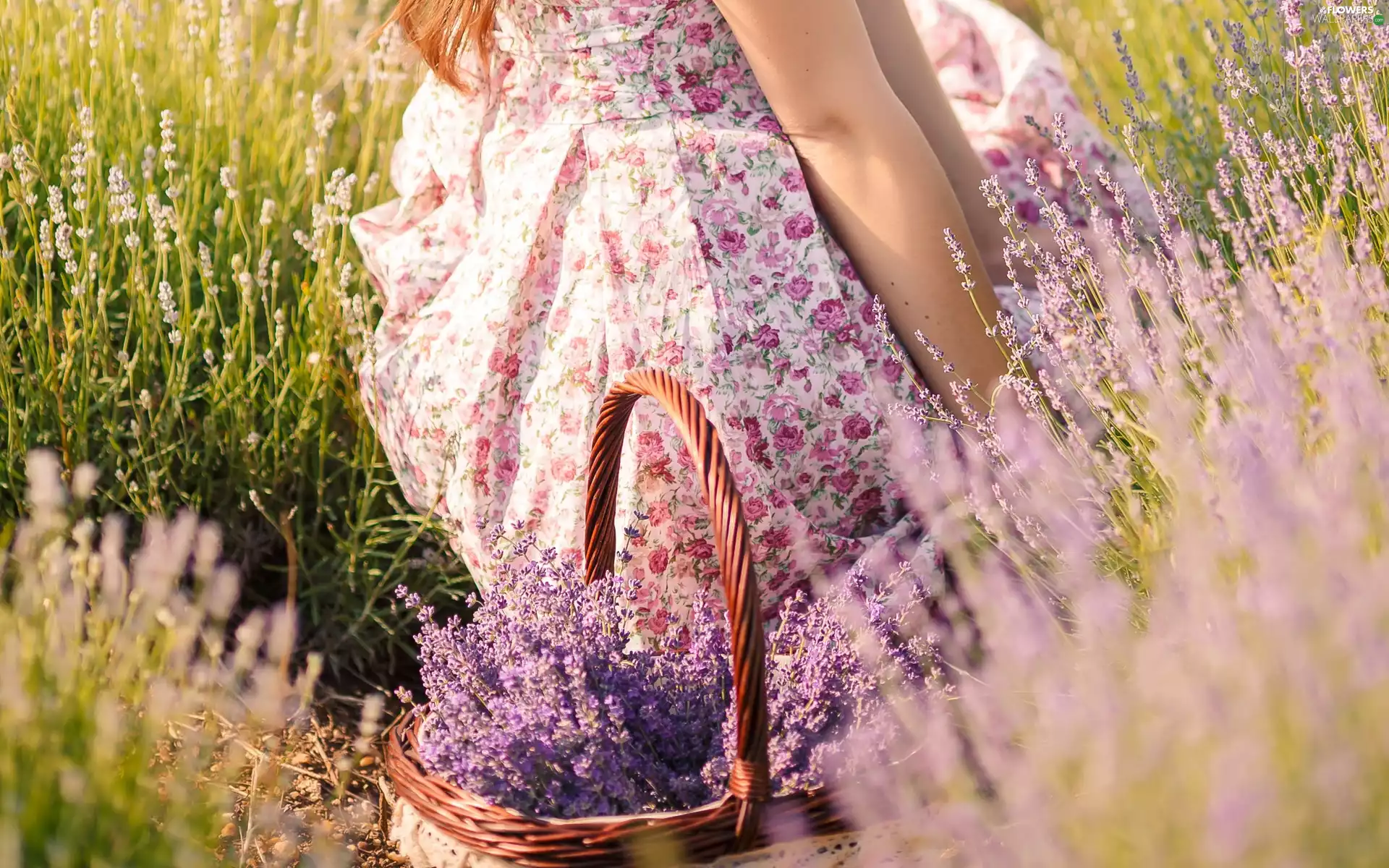 Women, Field, lavender