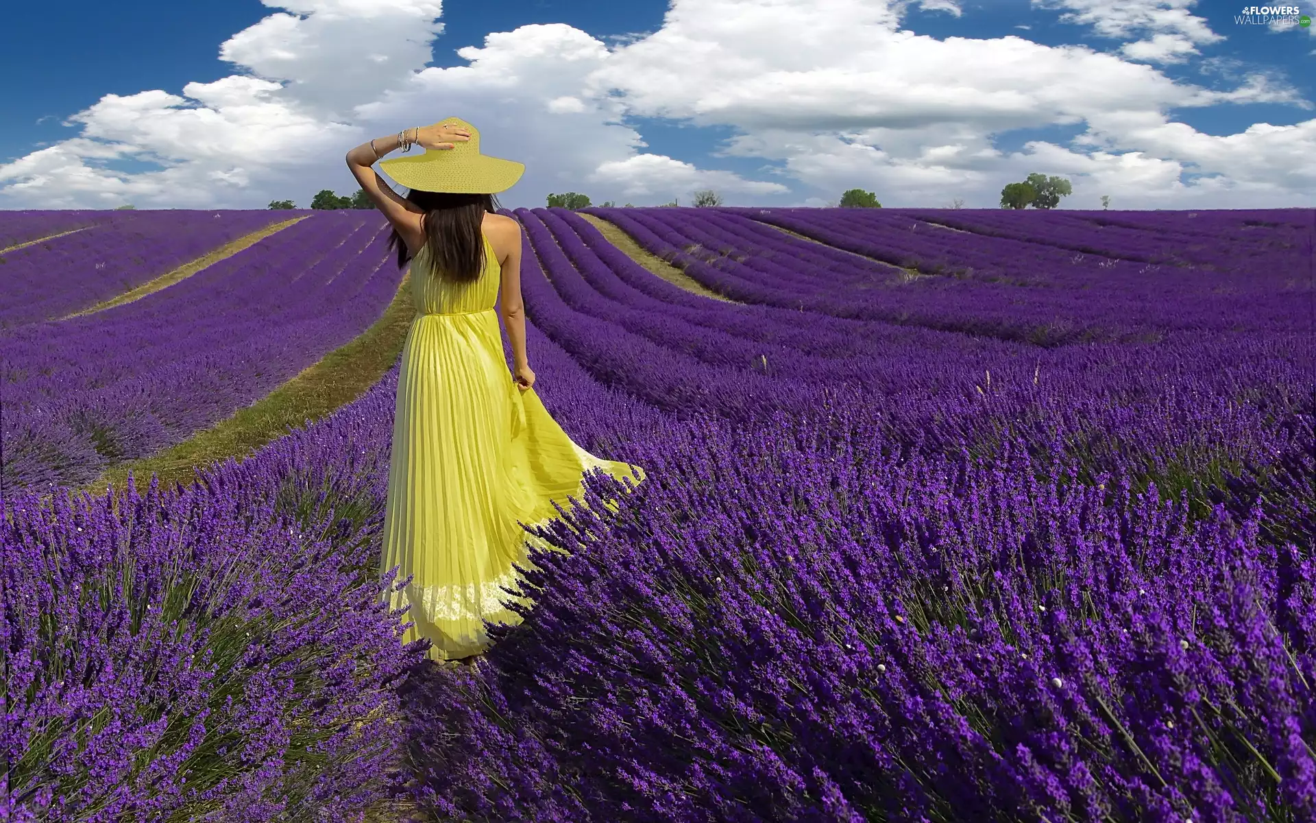 Women, lavender, summer