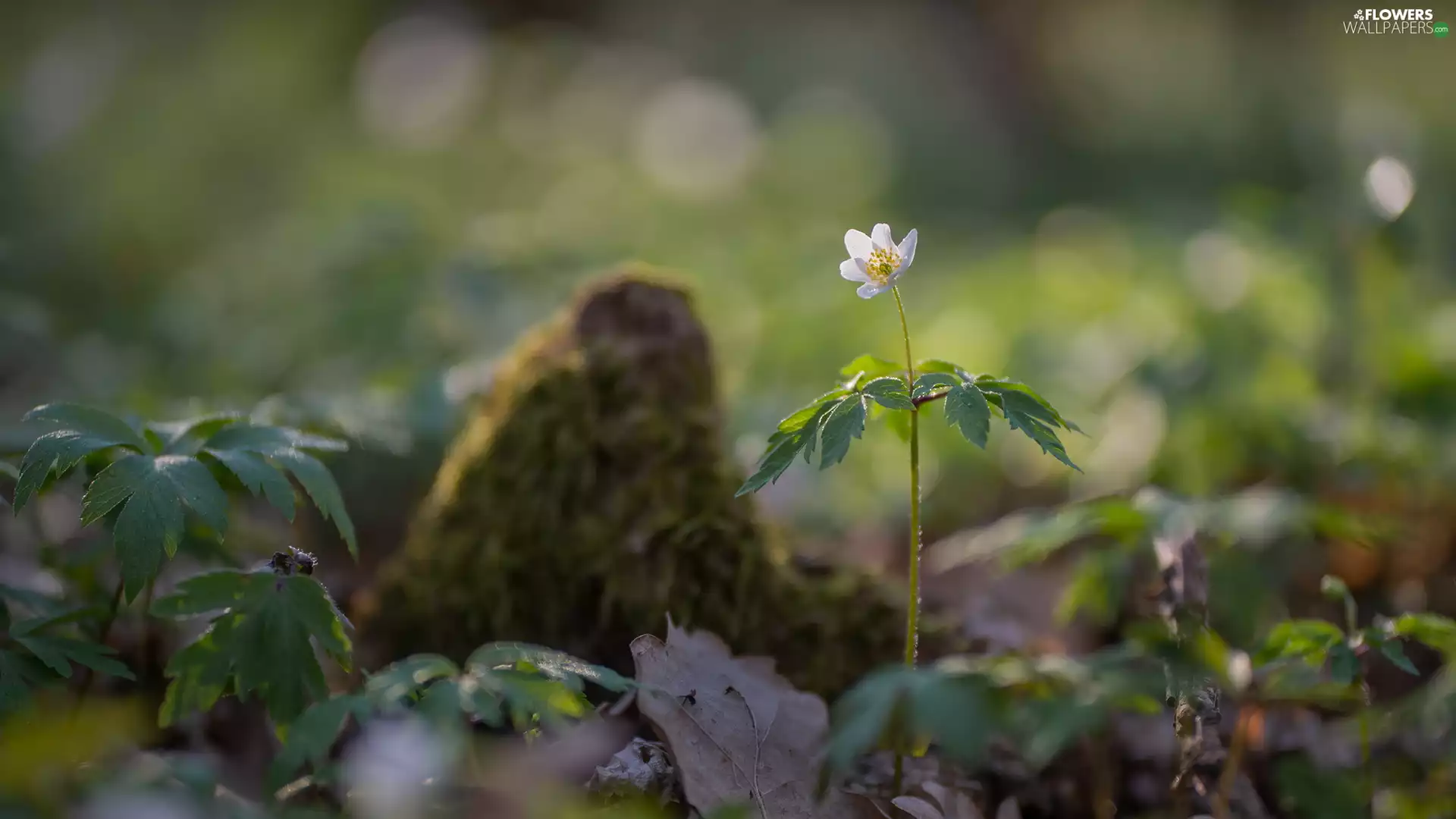 White, Wood Anemone, Leaf, Flower