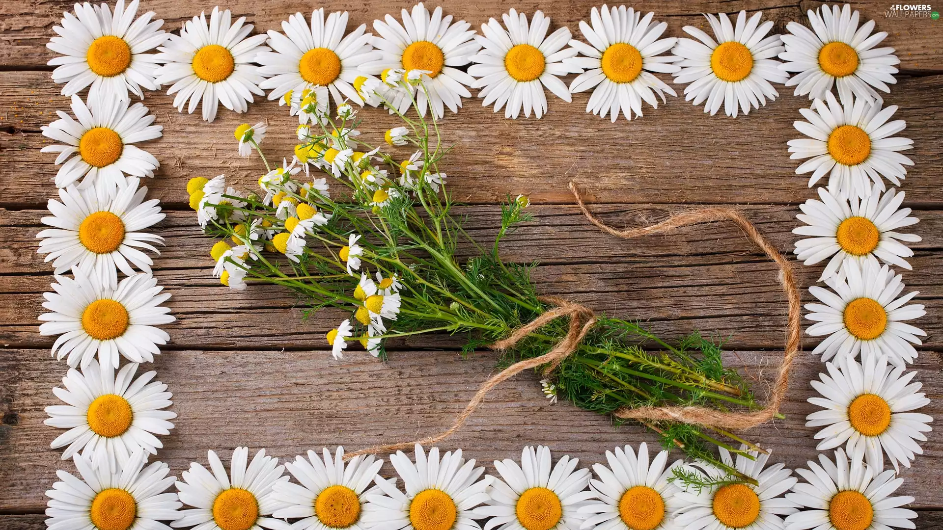 Flowers, Wood, daisy, White, chamomile