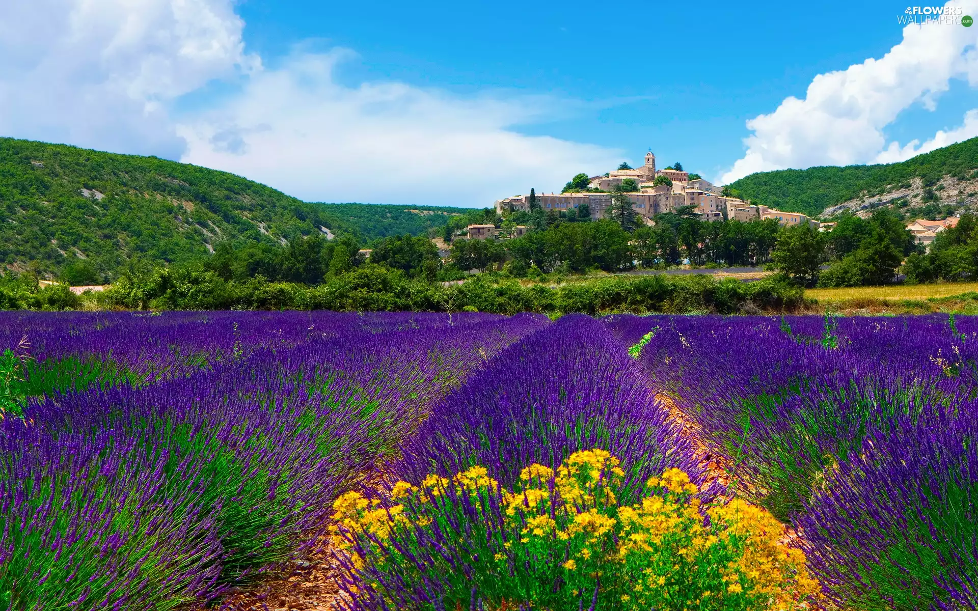 Mountains, woods, lavender, Town, Field
