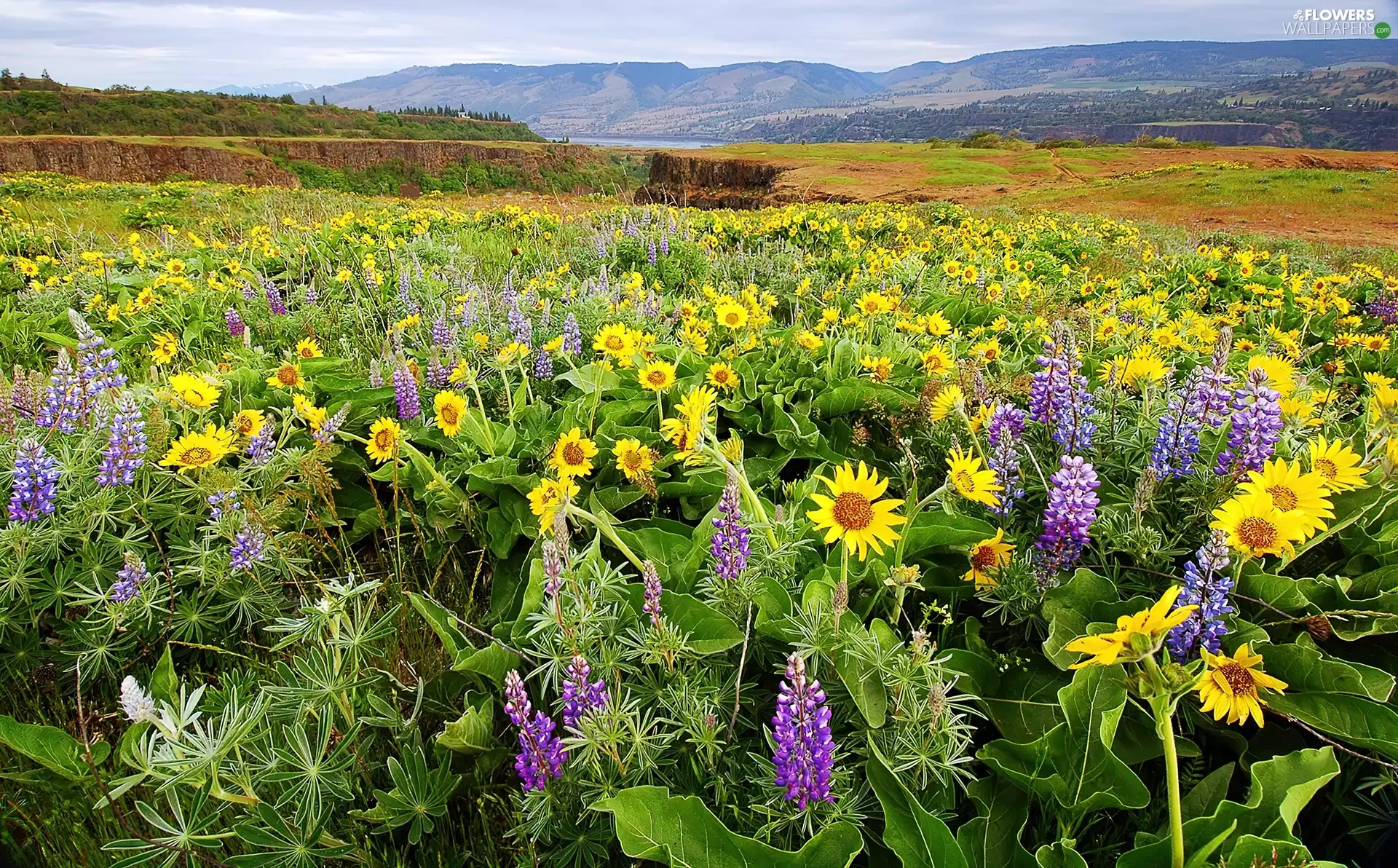 Mountains, woods, lupine, medows, Sunflower