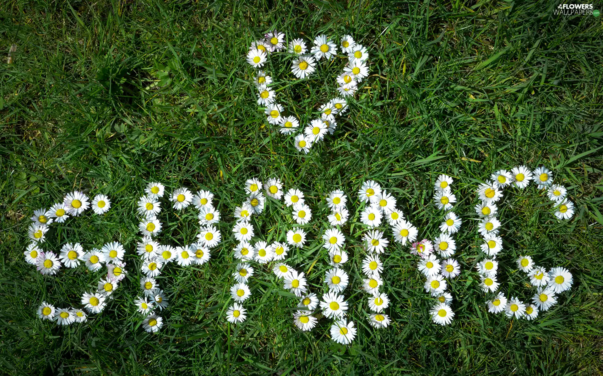 grass, word, daisies, Spring, Flowers
