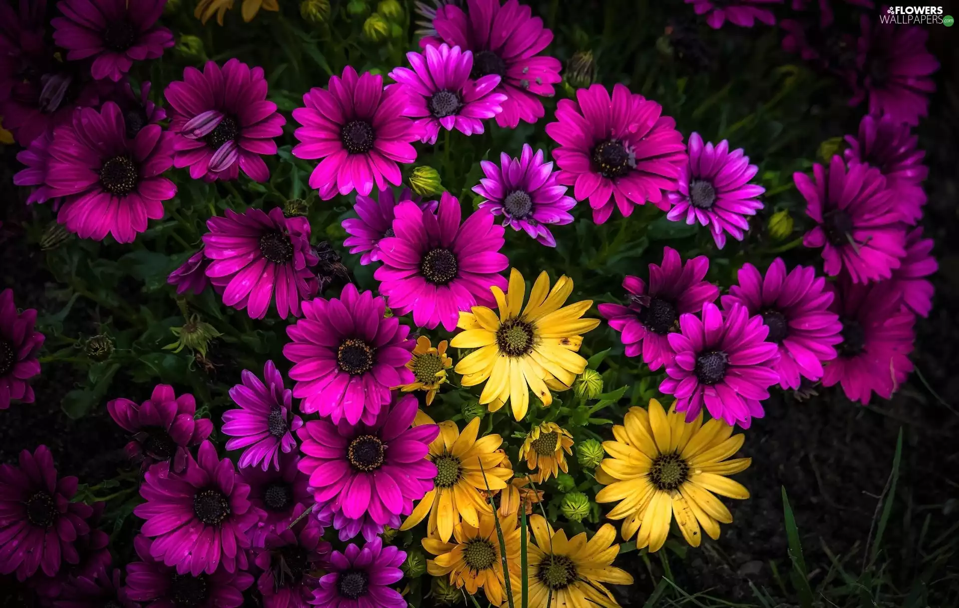 African Daisies, Pink, Yellow