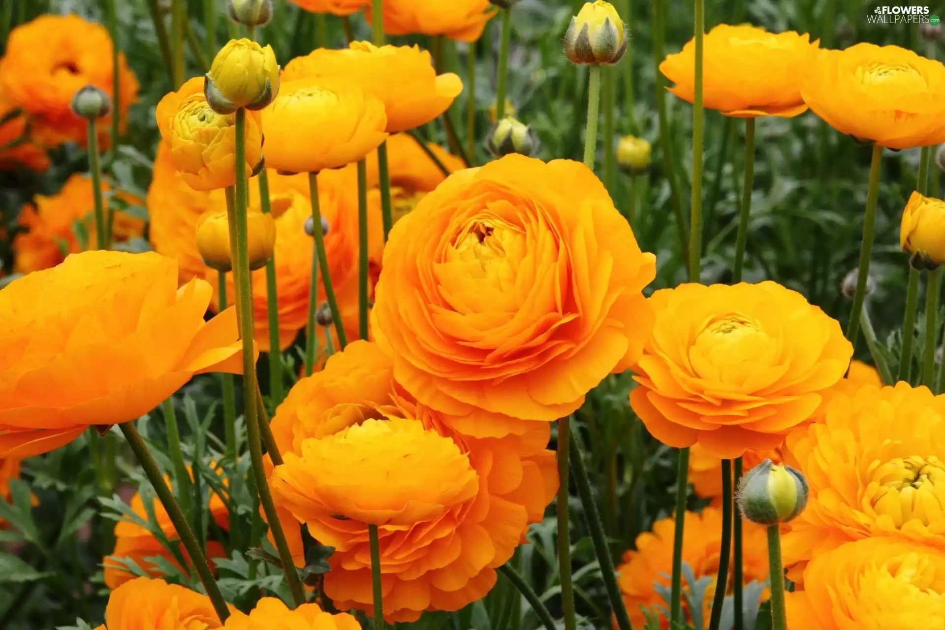 glaucoma, Asian Ranunculus, Yellow