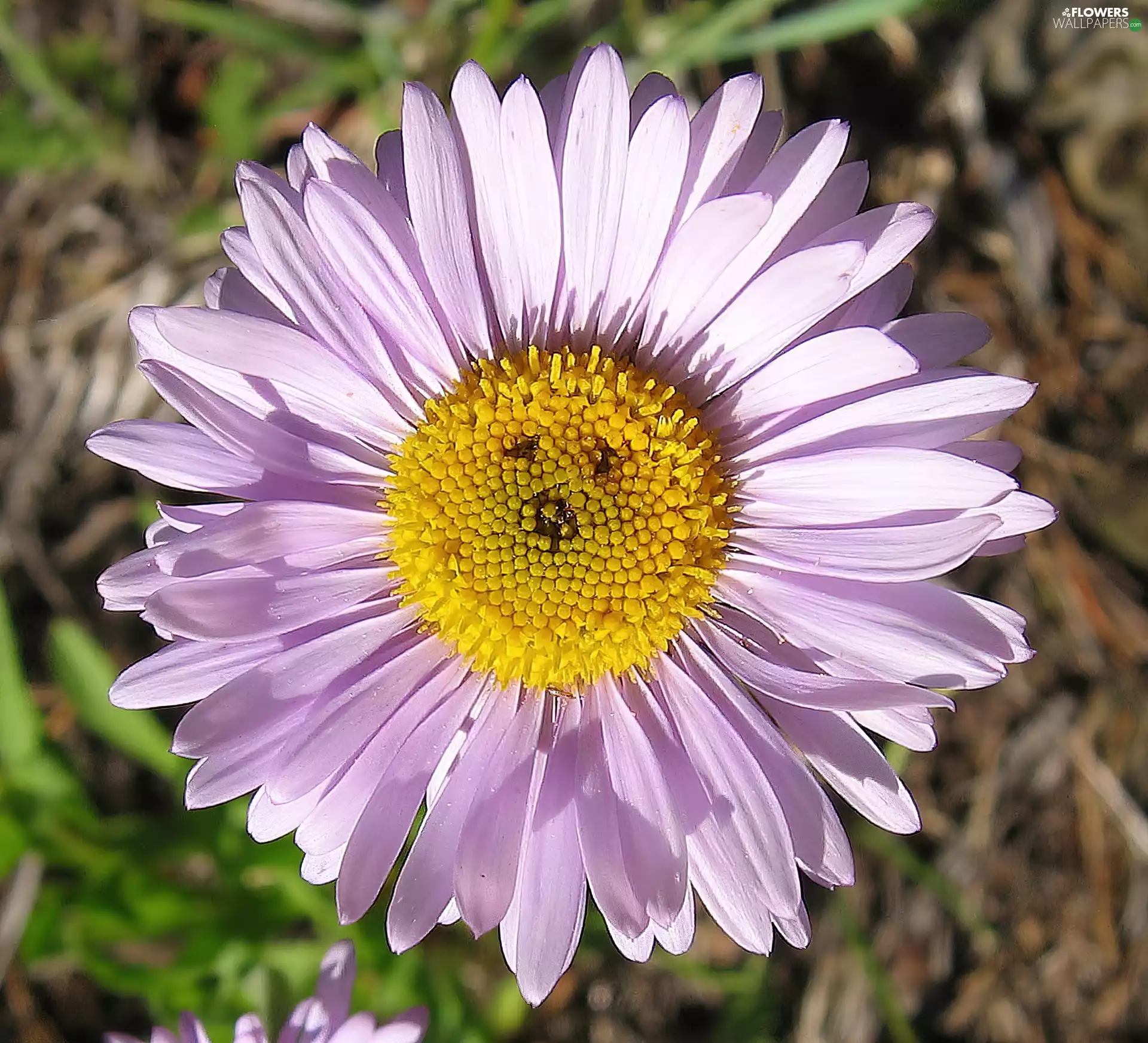 Aster, Flowers, tubular, Yellow