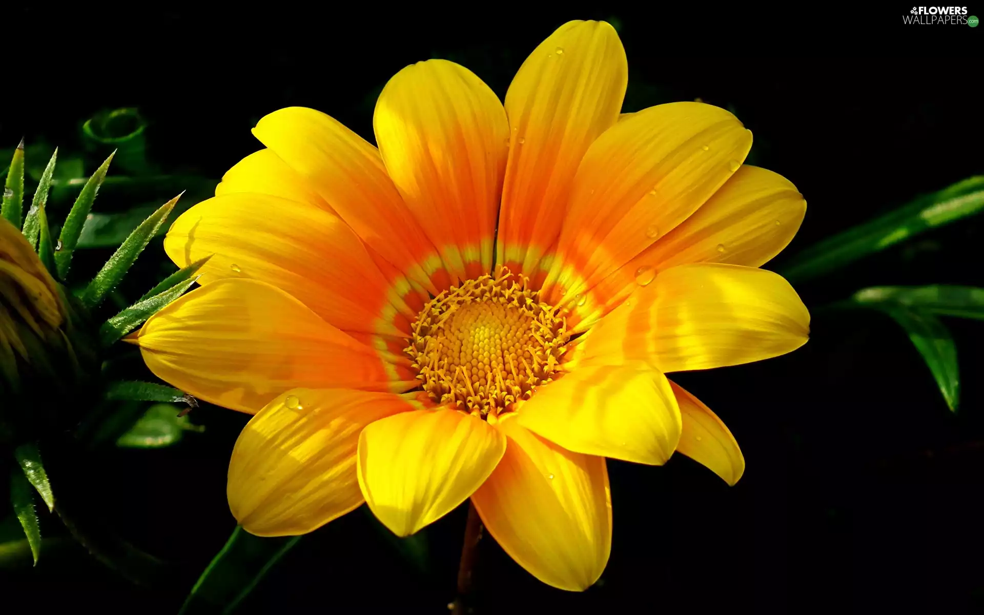 rapprochement, Dark Background, Yellow, Colourfull Flowers, Gazania