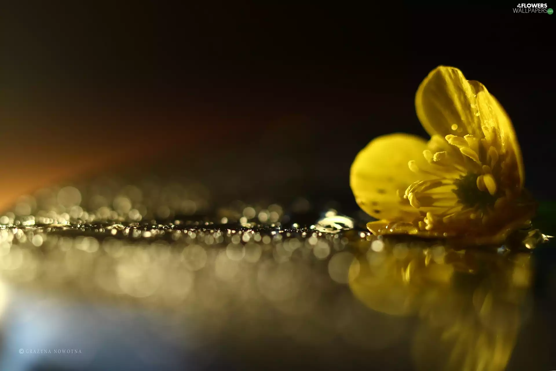 Yellow, Ranunculus, Bokeh