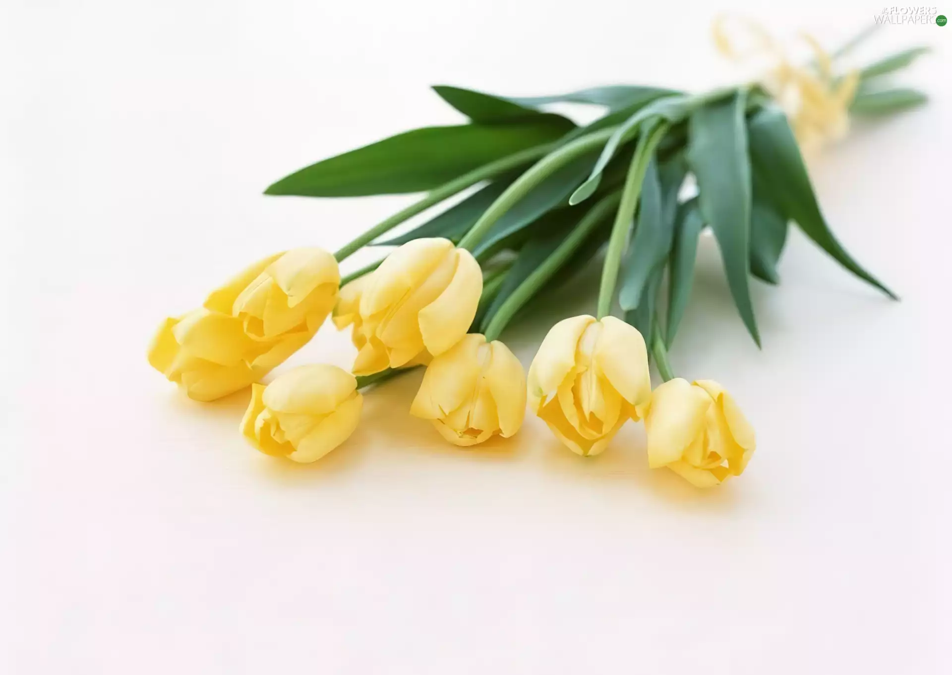 bouquet, tulips, ribbon, yellow