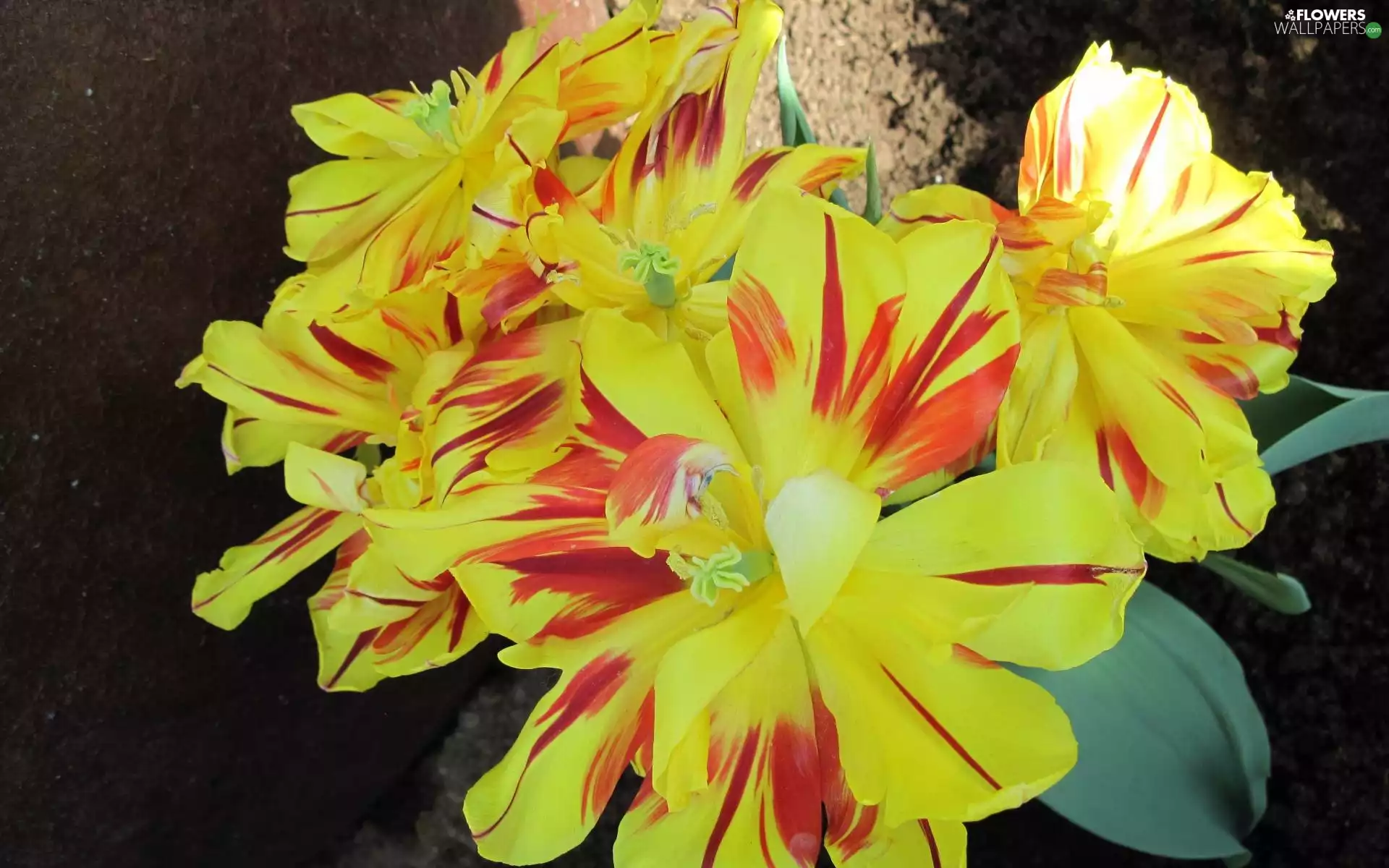 bouquet, red, tulips, Yellow
