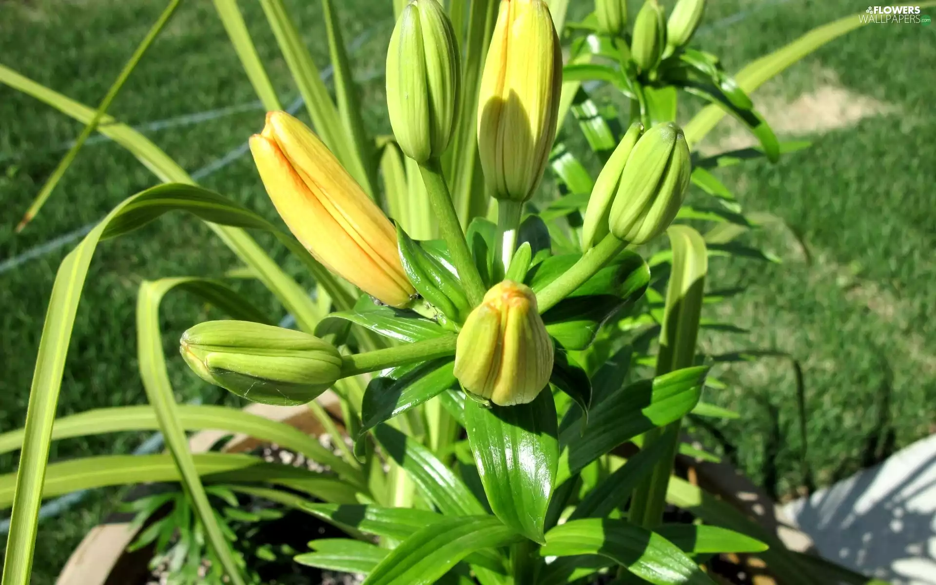 Buds, Leaf, lilies, Yellow