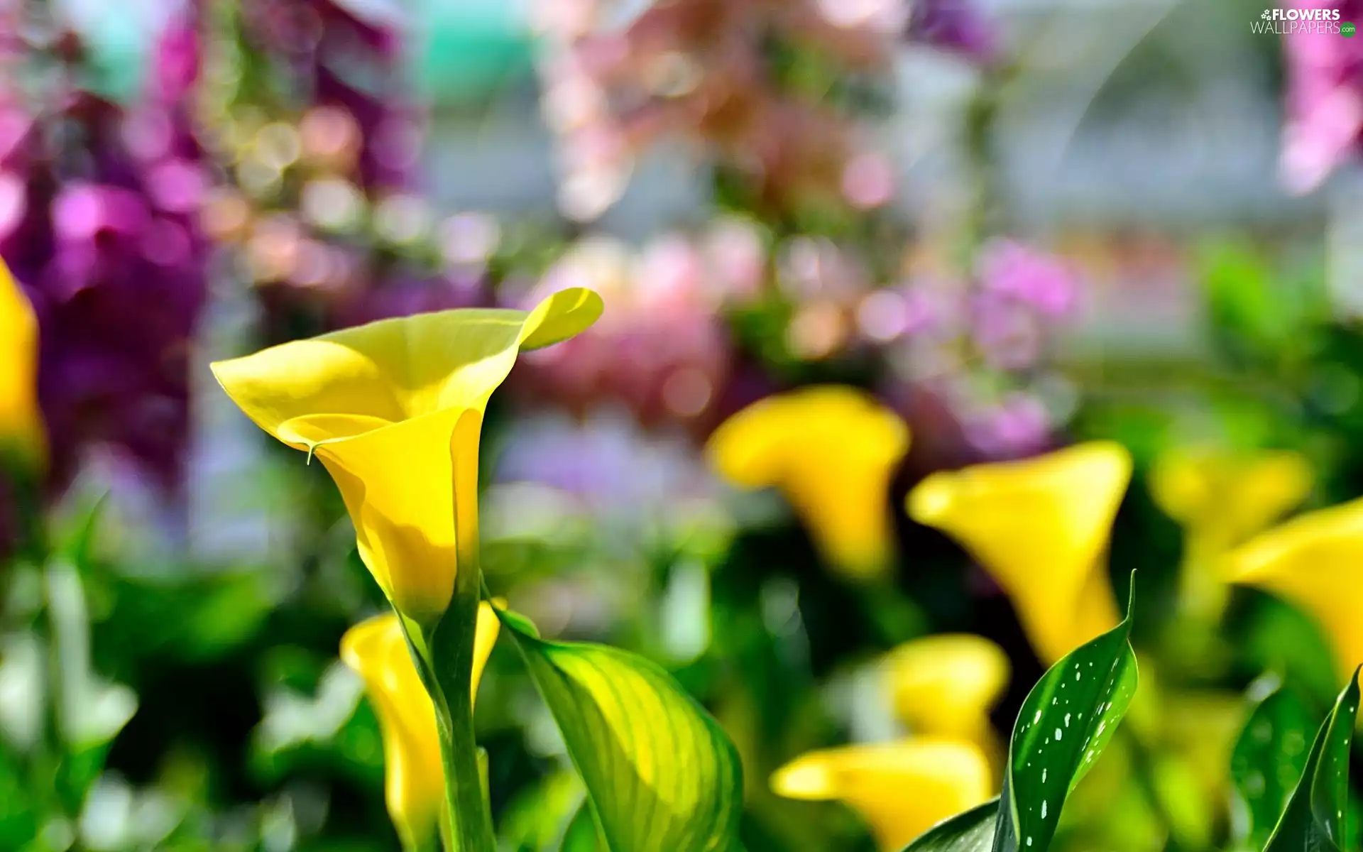 Yellow, Calla