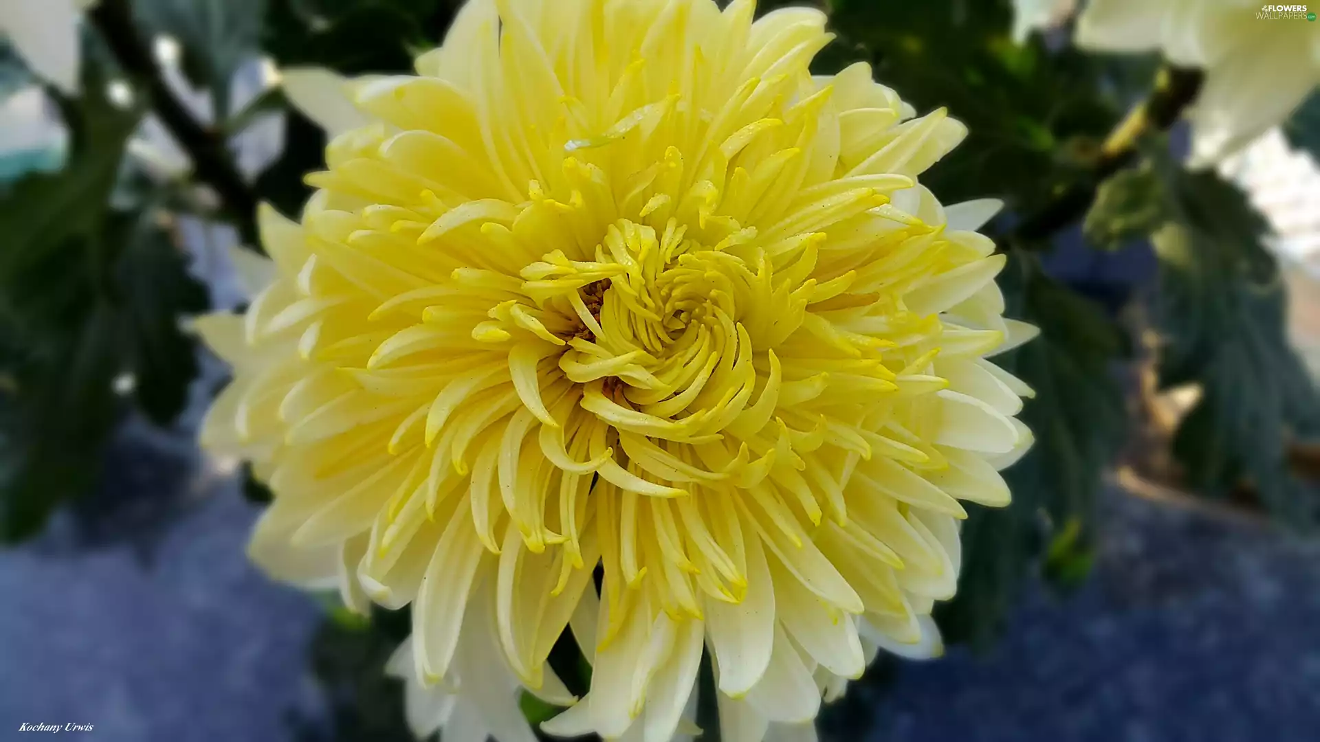Yellow Honda, chrysanthemum