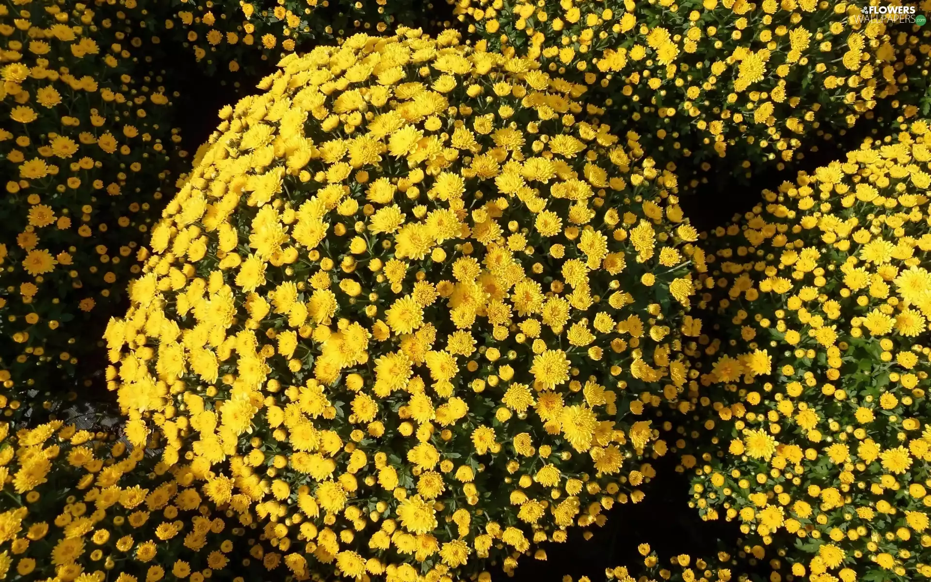 Yellow Honda, chrysanthemum