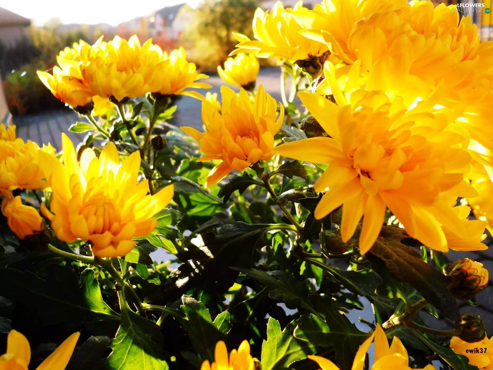 Yellow, Chrysanthemums