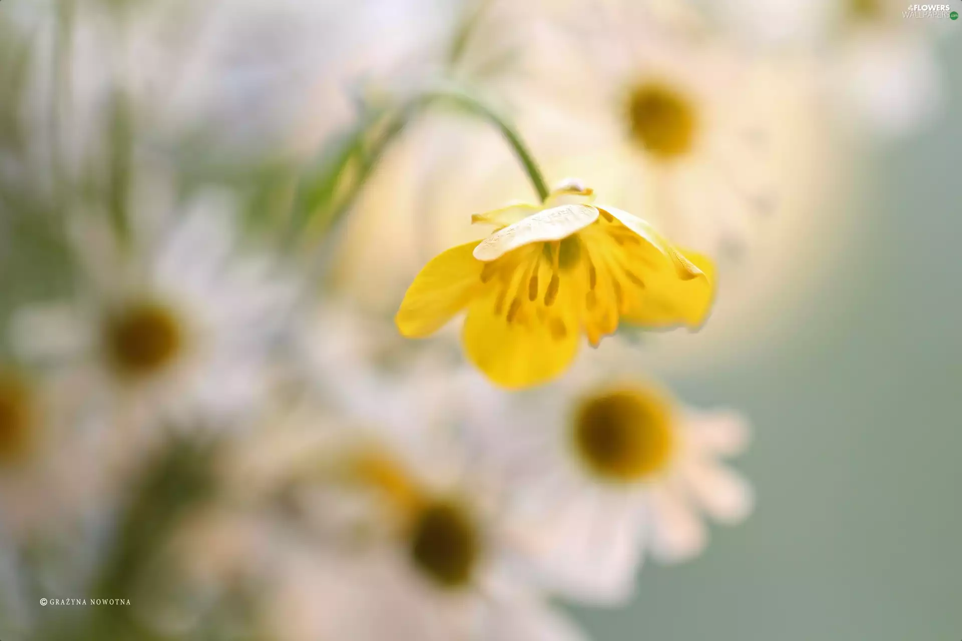 Colourfull Flowers, buttercup, Yellow