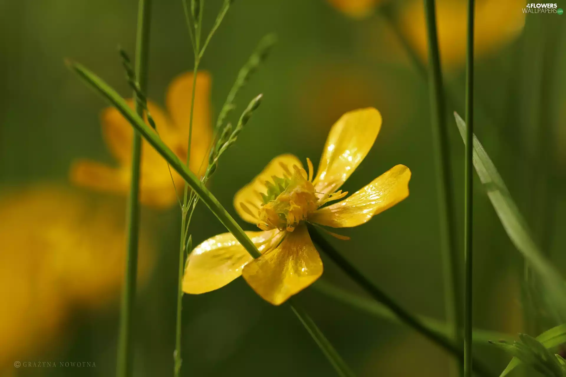Colourfull Flowers, buttercup, Yellow