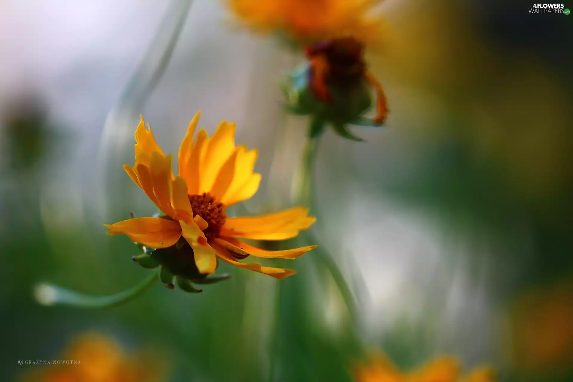 Colourfull Flowers, Coreopsis, Yellow